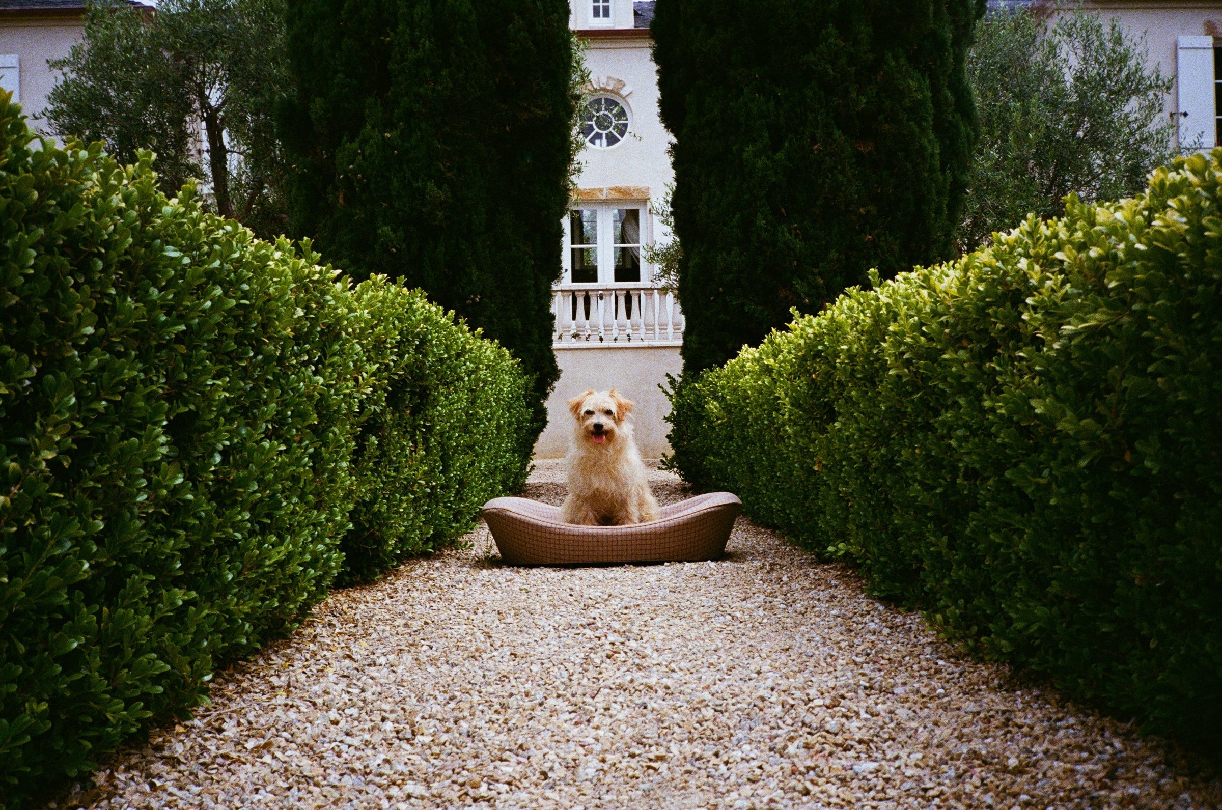 Small Terrier in a luxury brown dog bed in front of a manor house