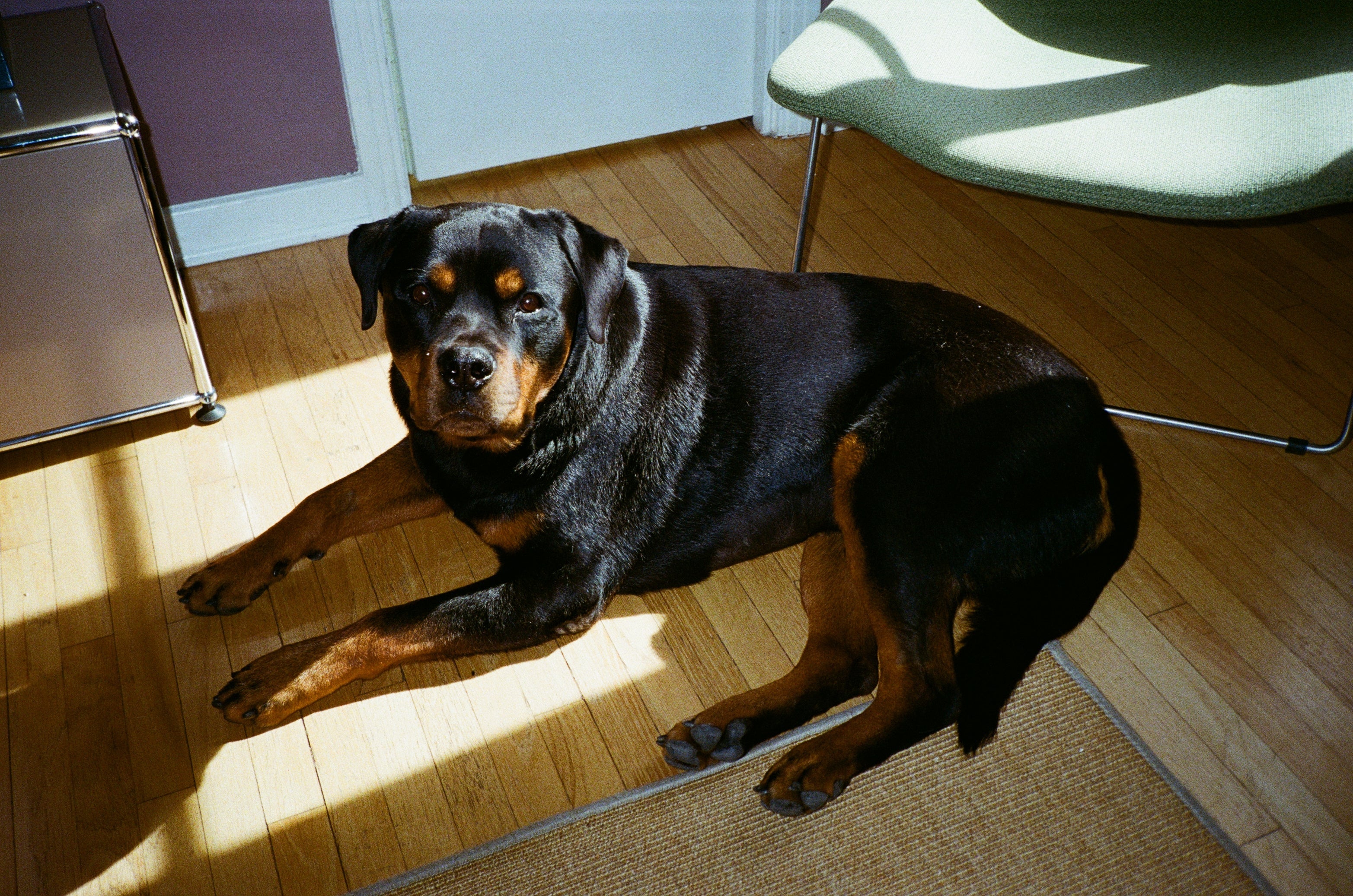 Atticus the Rottweiler dog in a home office