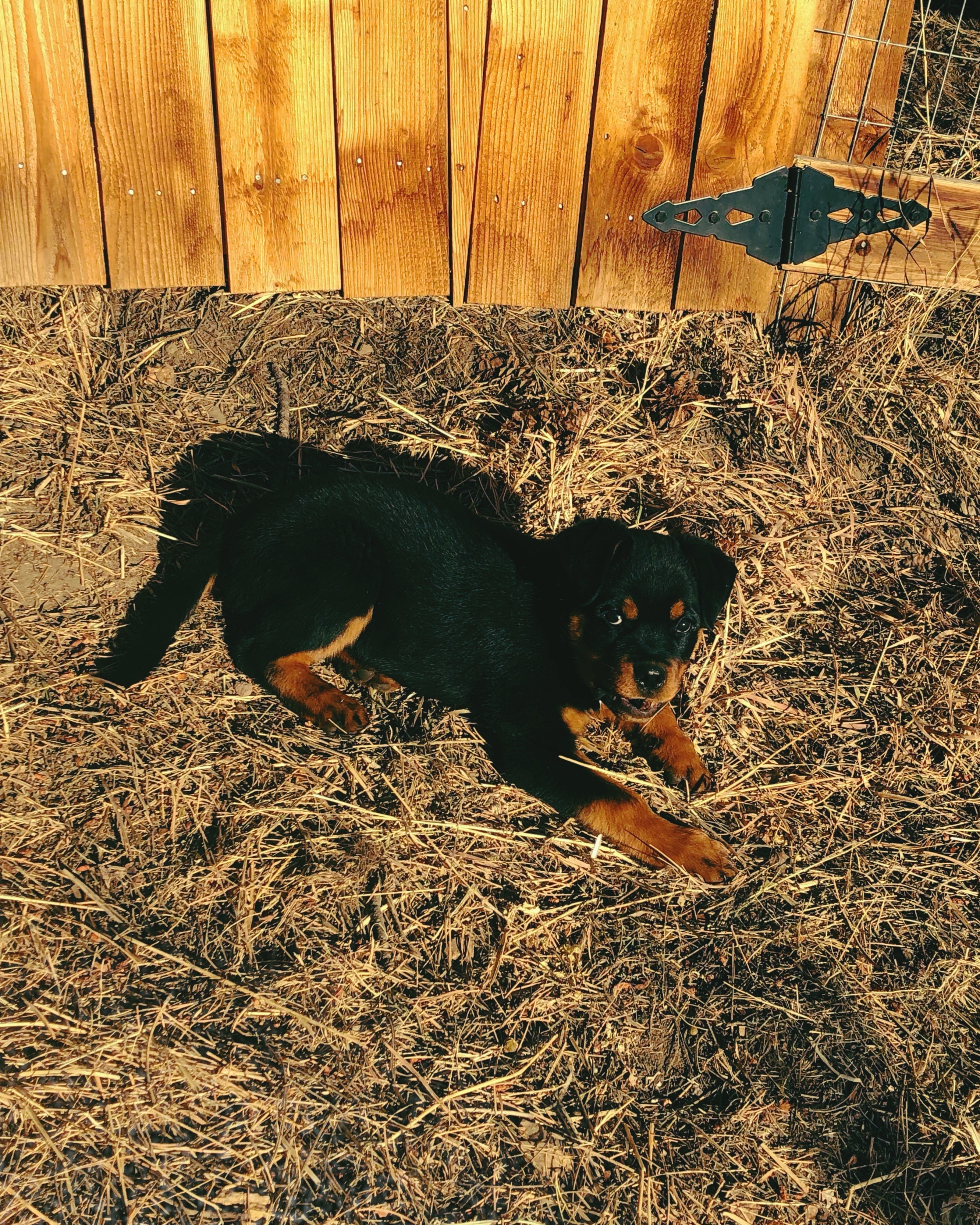 Rottweiler Puppy