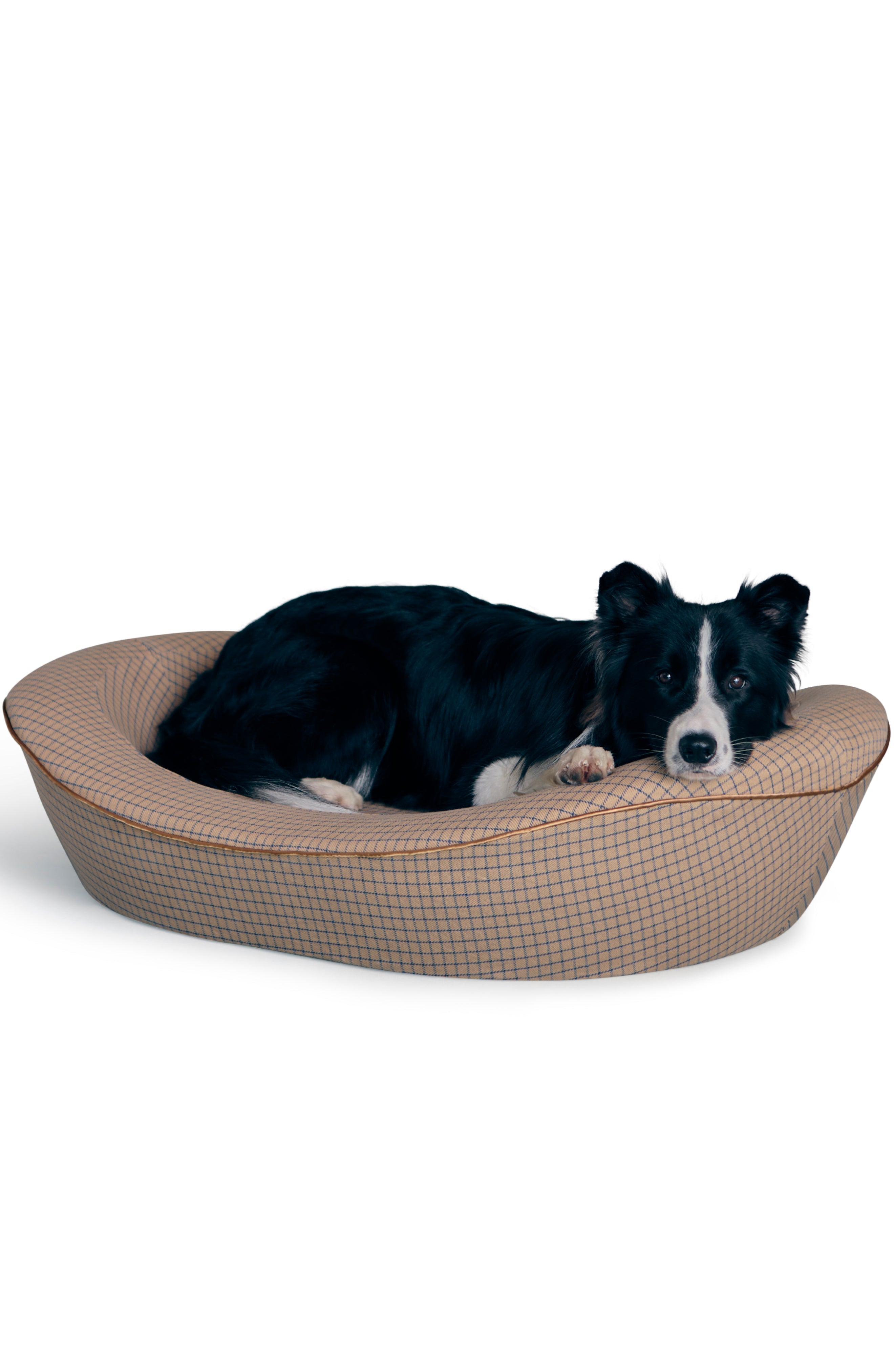 Border Collie in luxury orthopedic brown dog bed