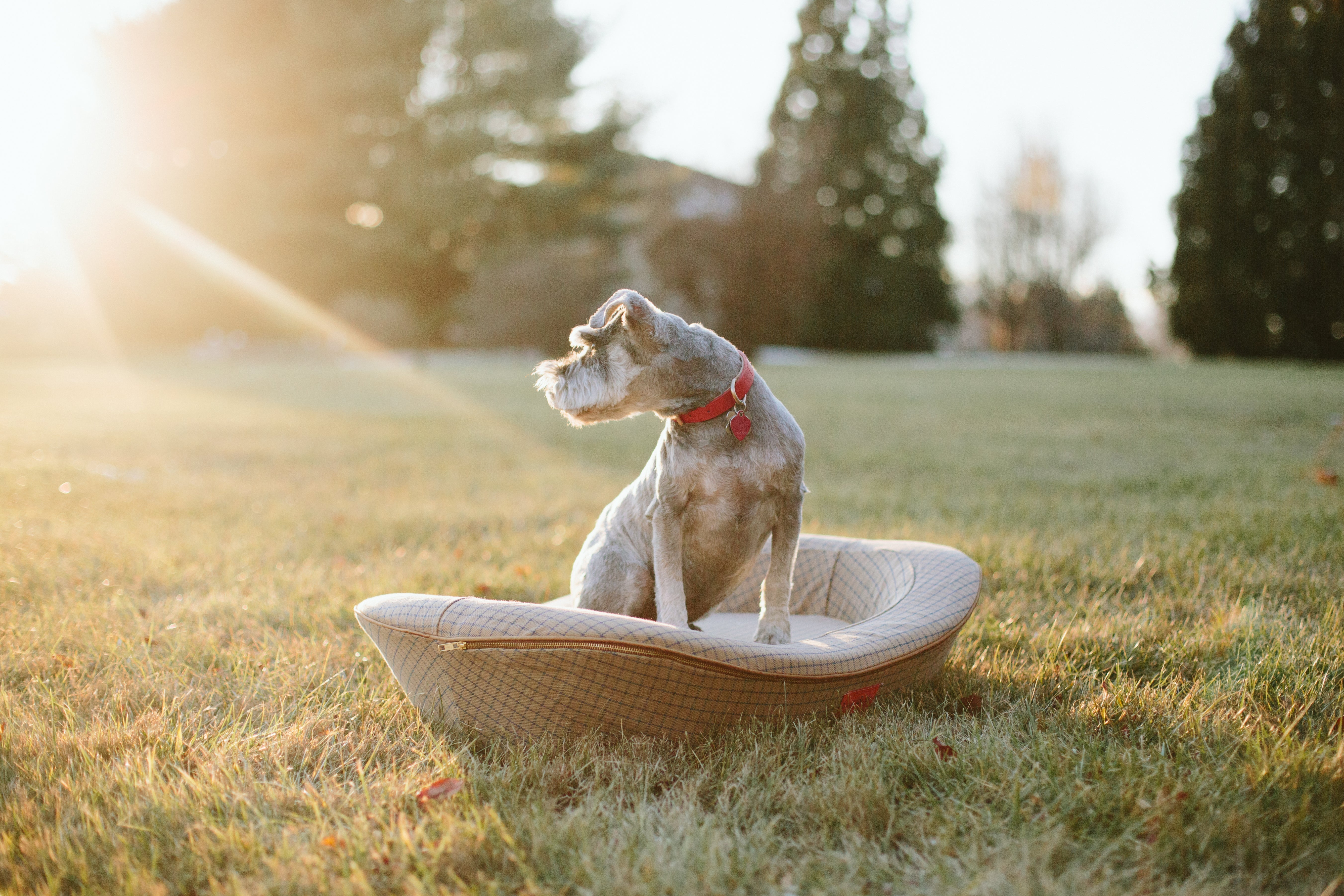 A Mini Schnauzer in a brown dog bed on a Summer's day in a grass garden