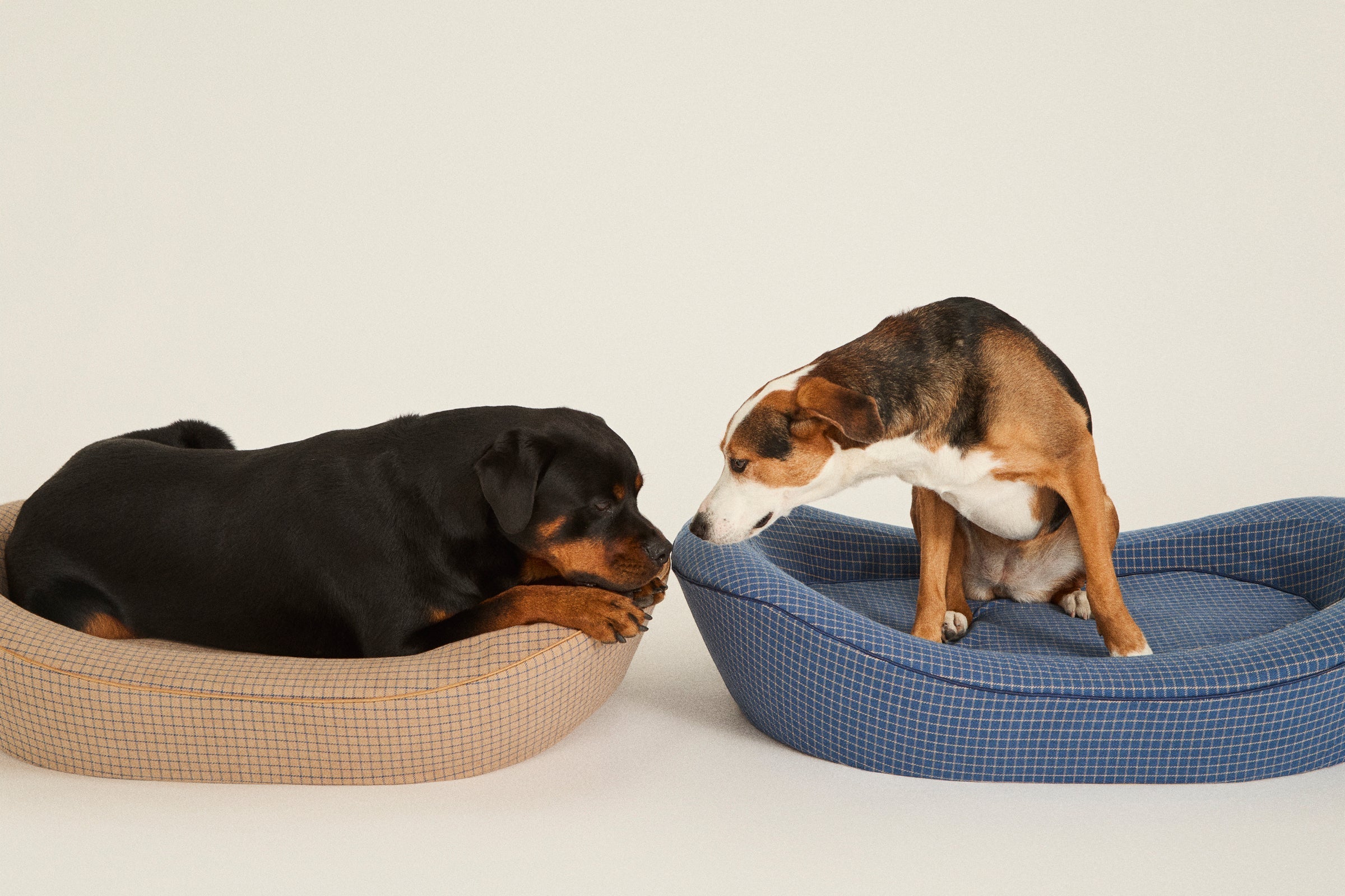 Two dogs in dog beds with their noses touching