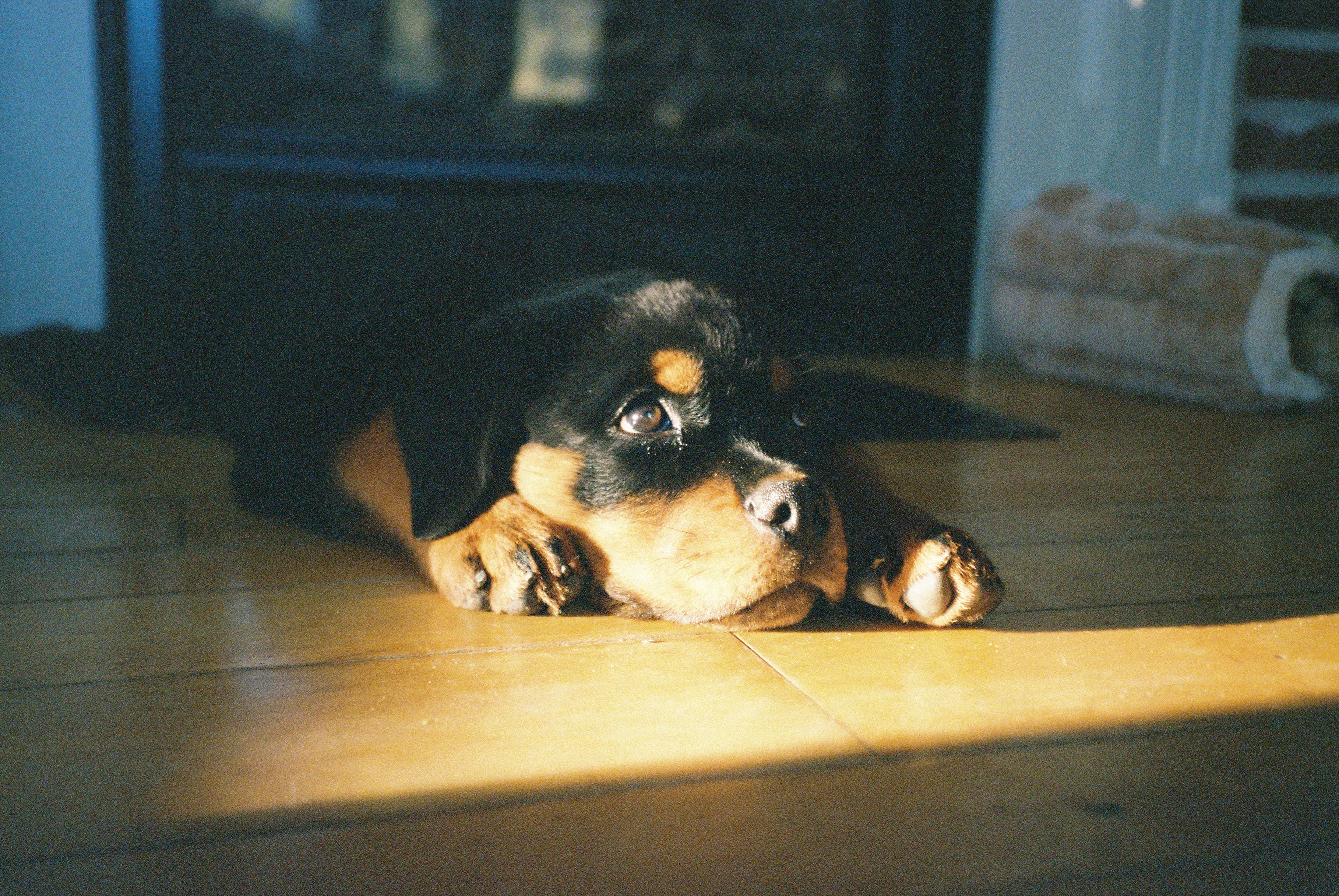 Welcoming Your First Dog into Your Home