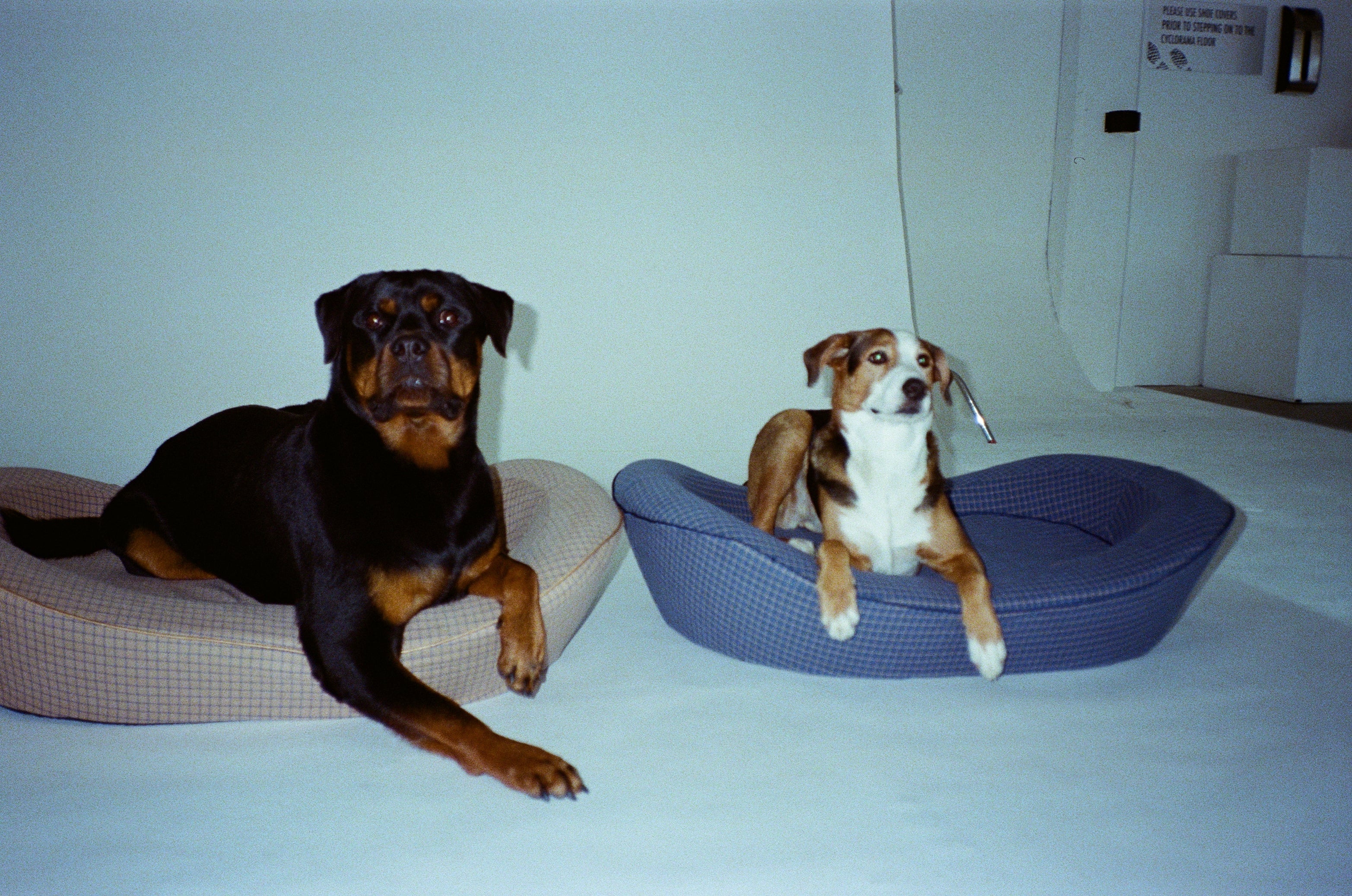 Two large dogs in luxury dog beds in a studio