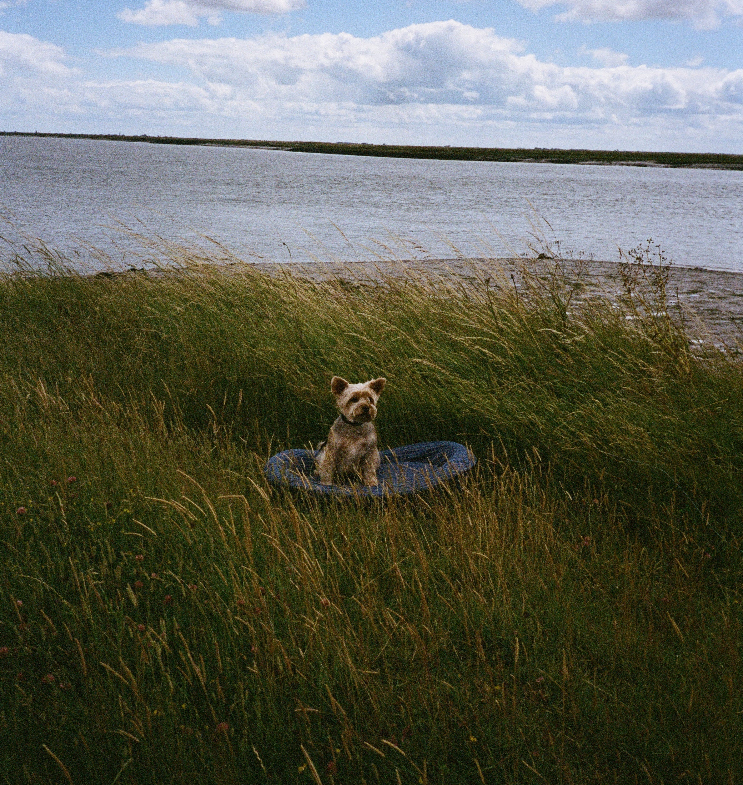 A Yorkshire Terrier in a grass field in front of an English river
