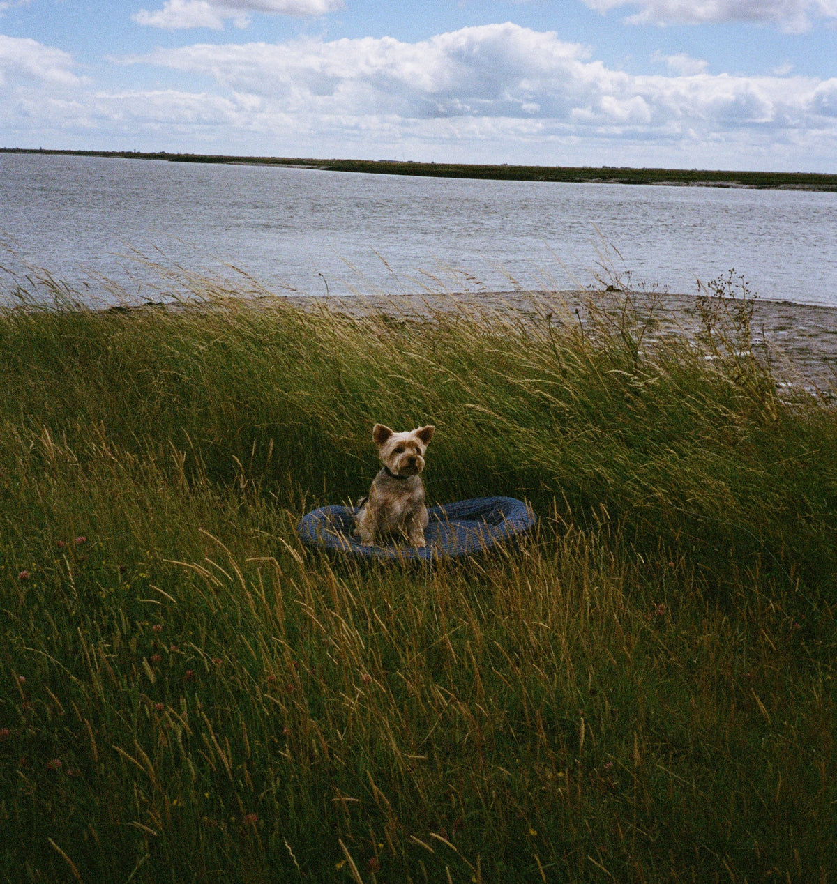 A Yorkshire Terrier in a grass field in front of an English river