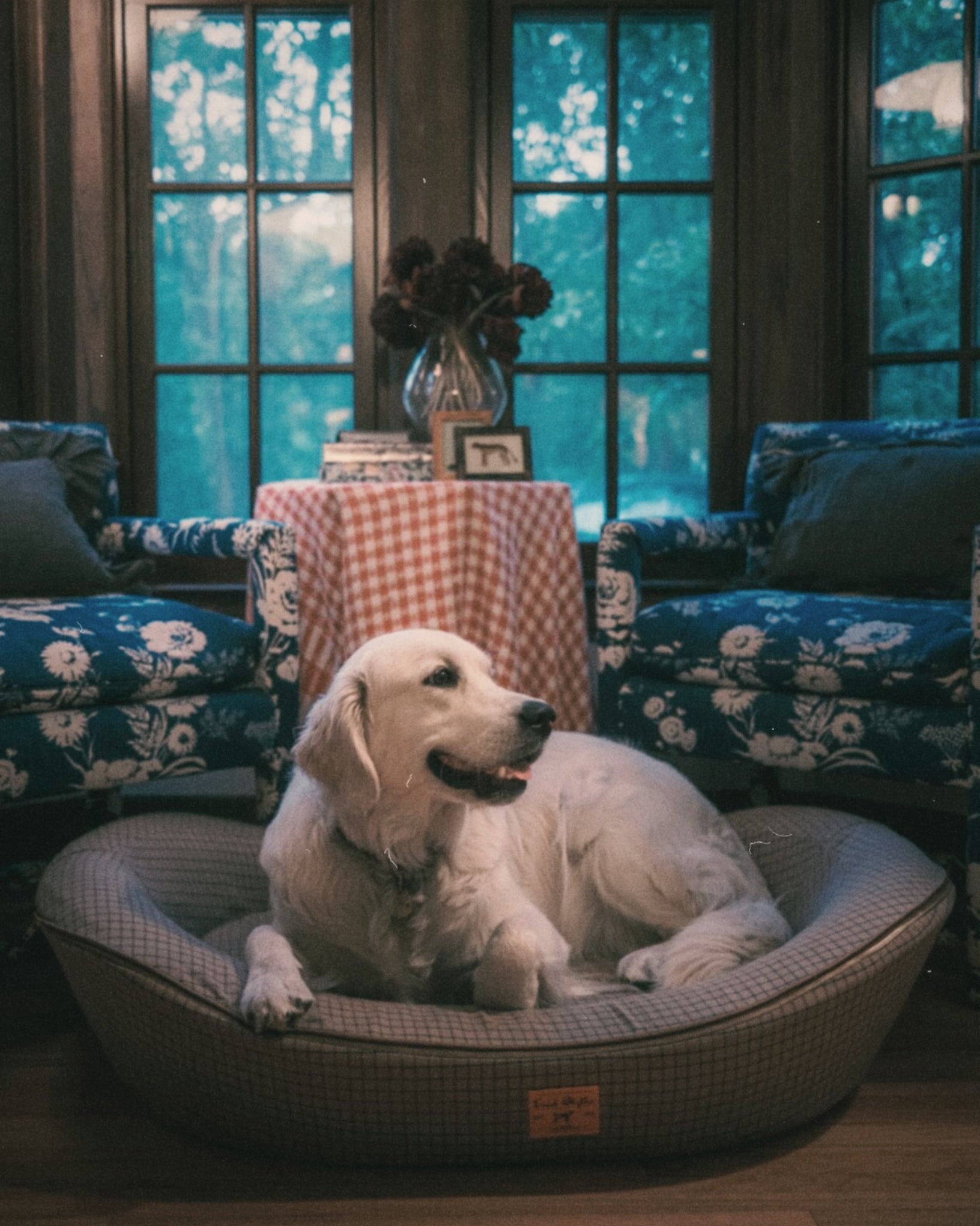 Golden Retriever large orthopedic dog bed