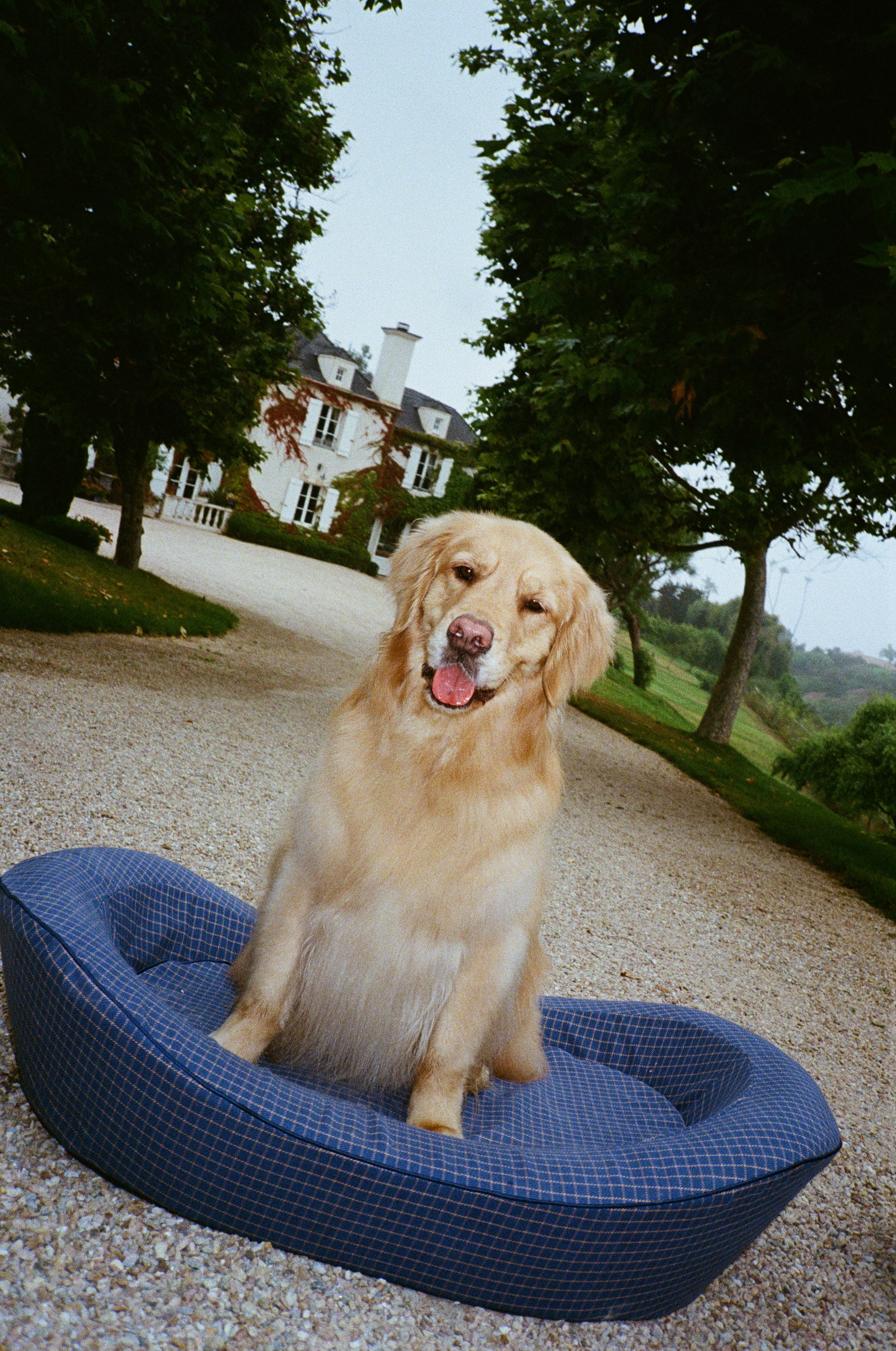 A Golden Retriever dog sitting in a blue dog bed in front of a French manor house