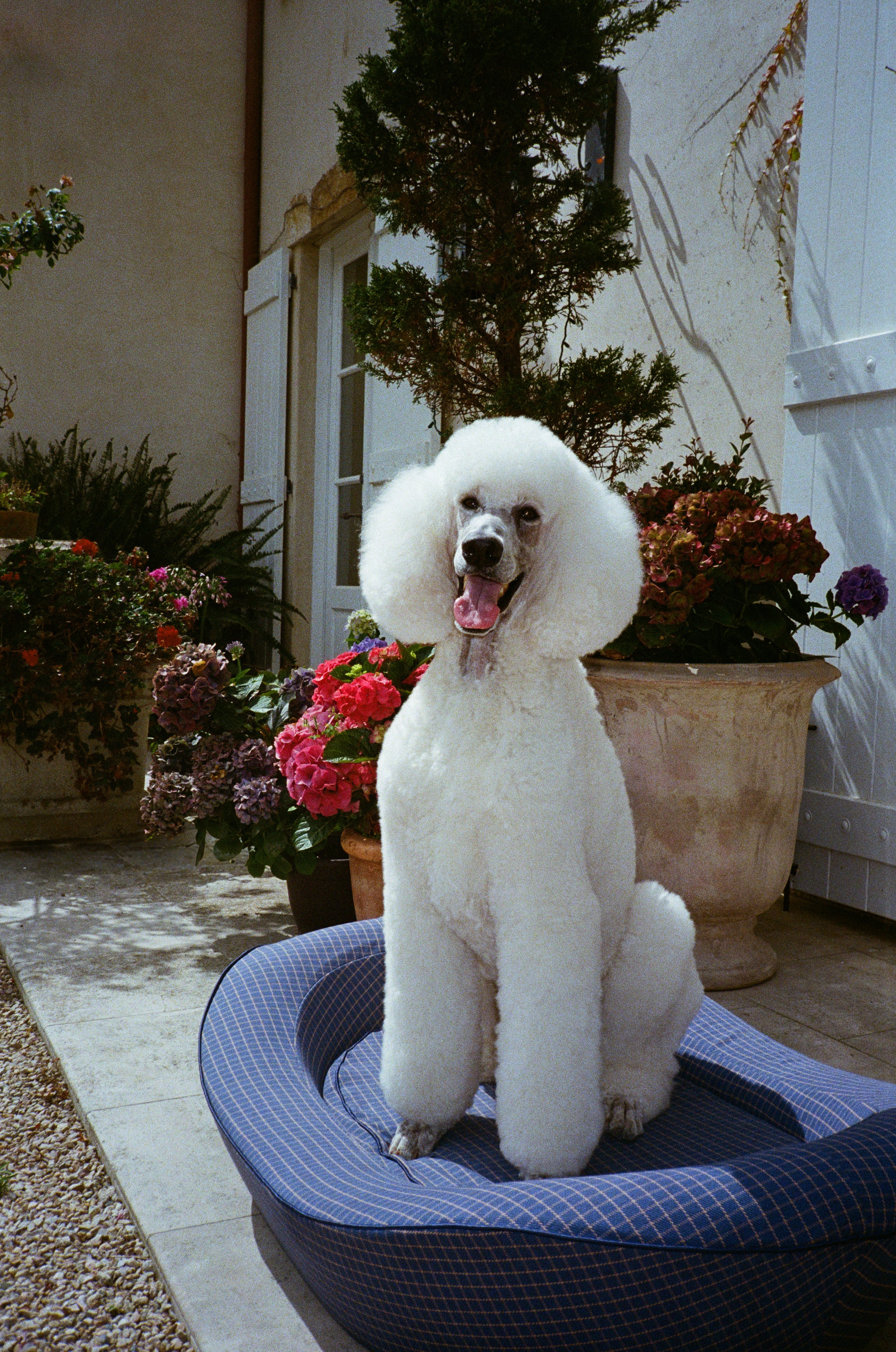 Large blue luxury dog bed with a beautiful poodle sitting in it, in front of some flowers