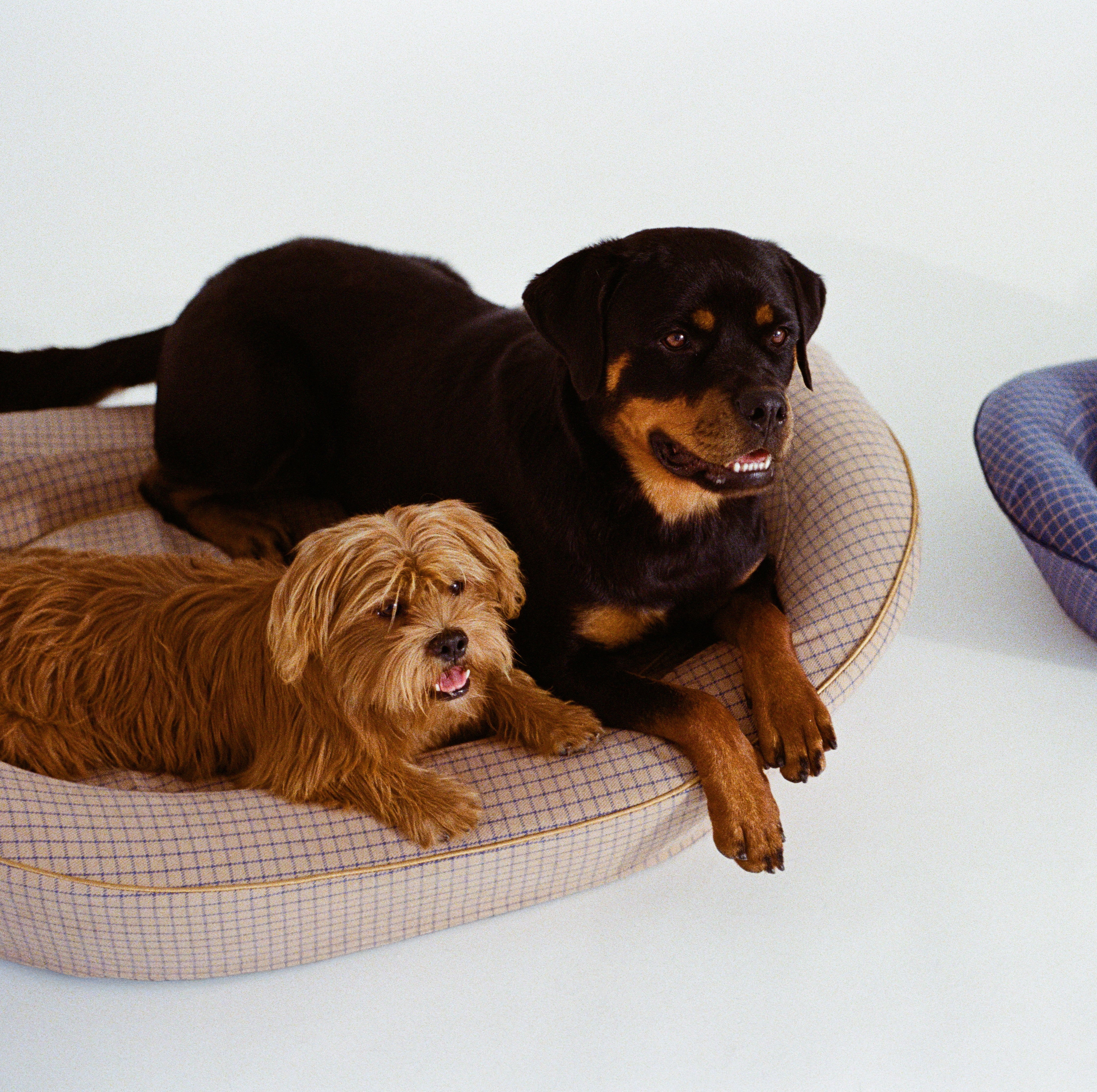A large brown luxury dog bed with a Rottweiler and small brown dog laying in it