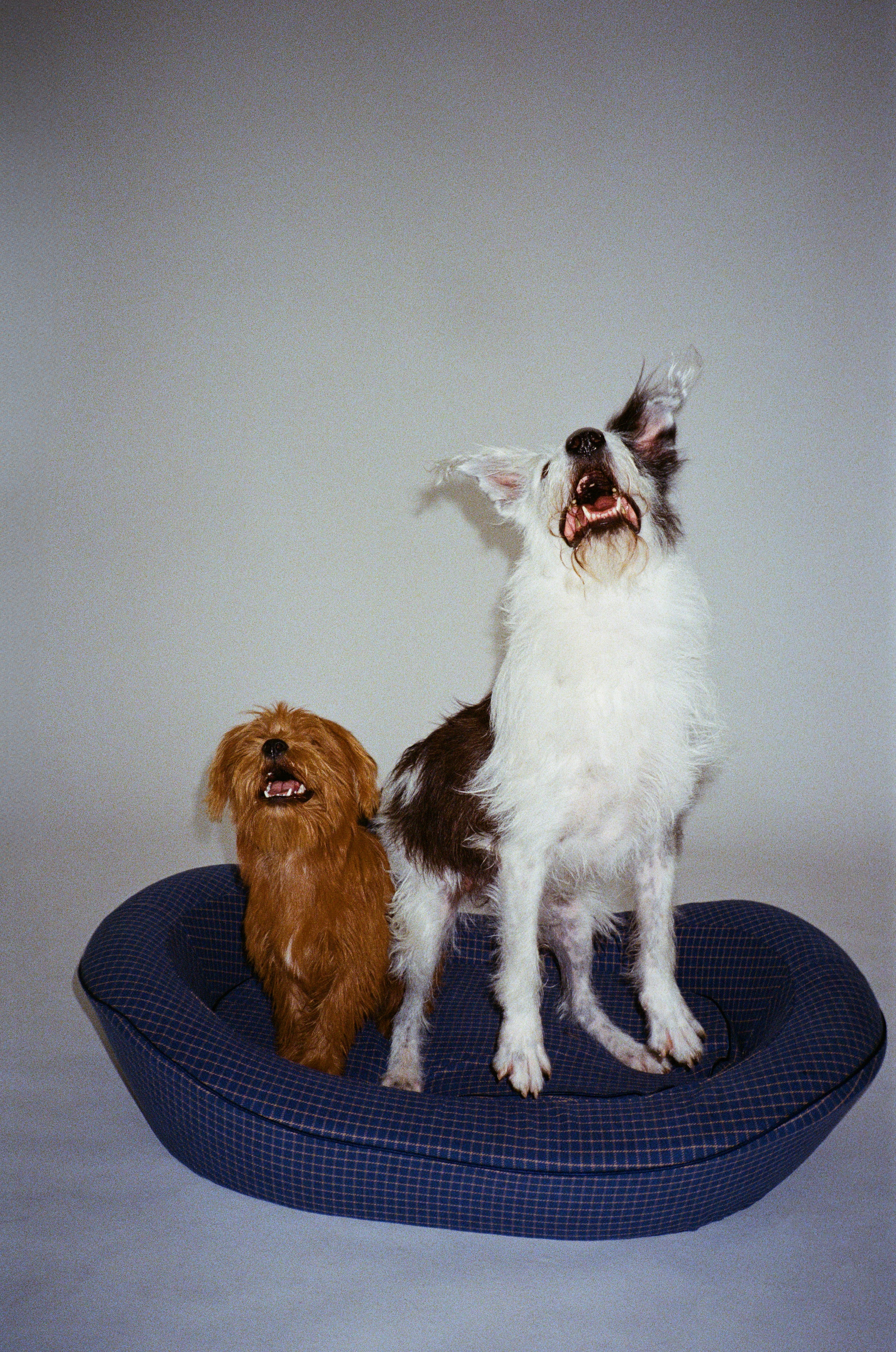 Two dogs jumping in a blue dog bed