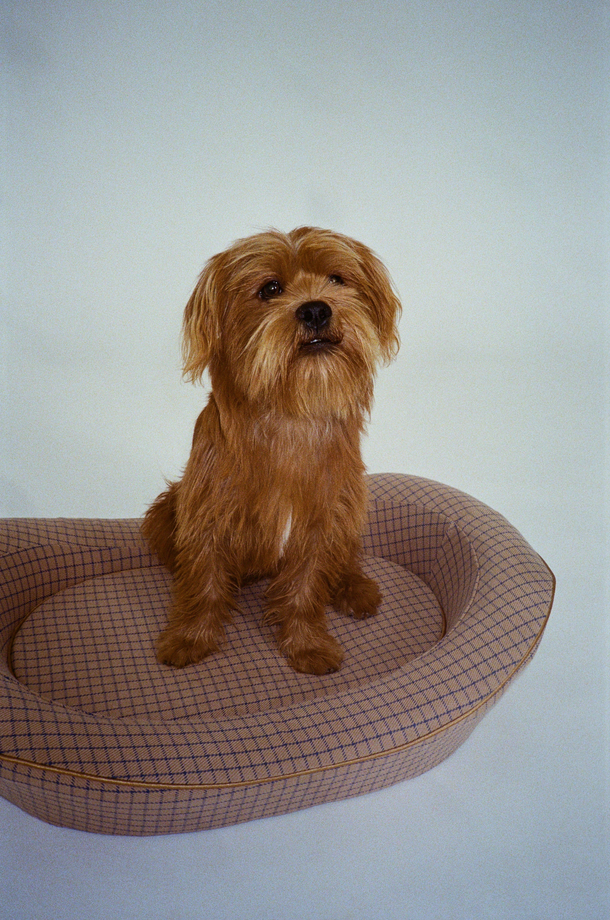 A small brown luxury dog bed with a cute small brown dog sitting in it