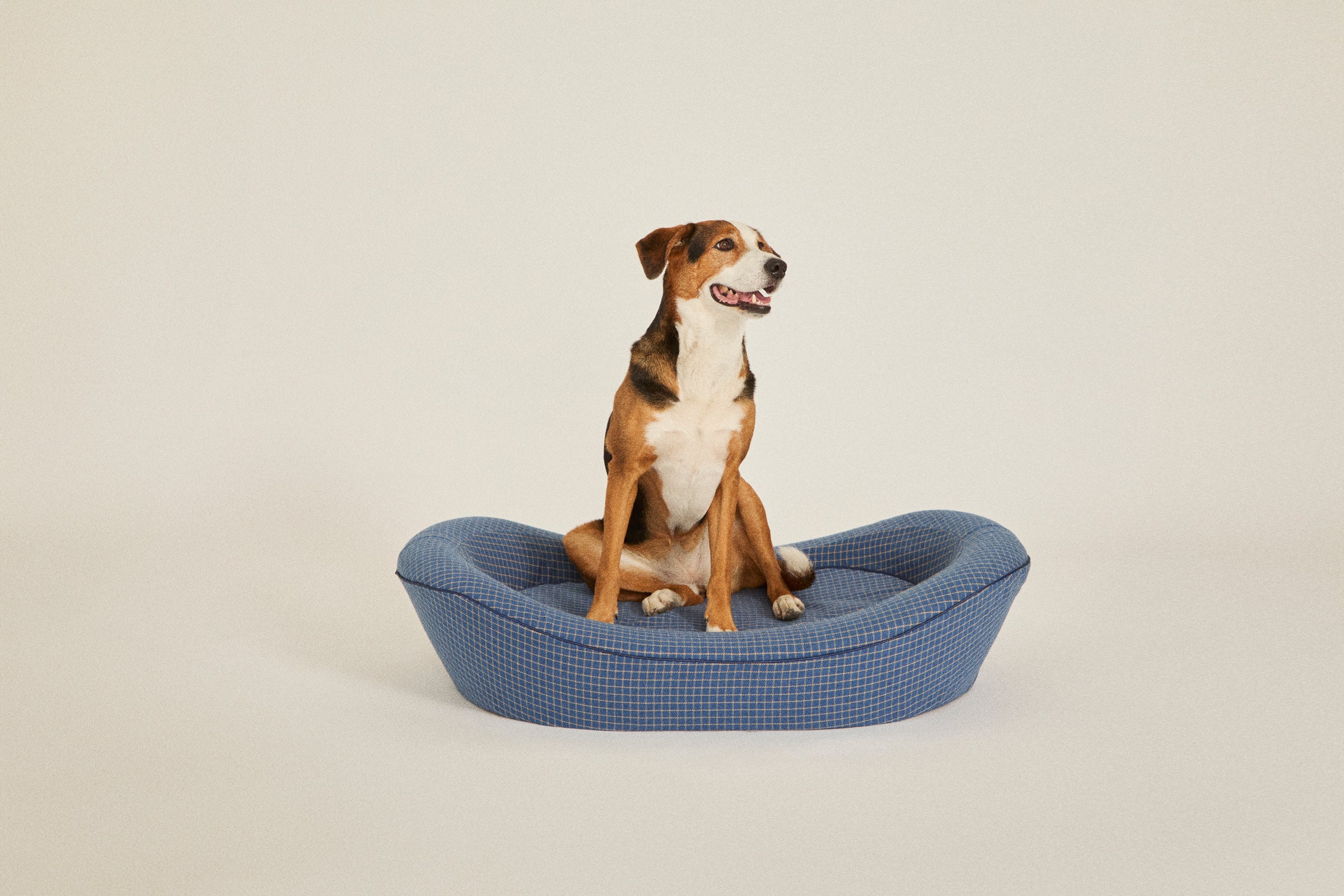 A large blue dog bed with a mixed breed dog sitting down in it