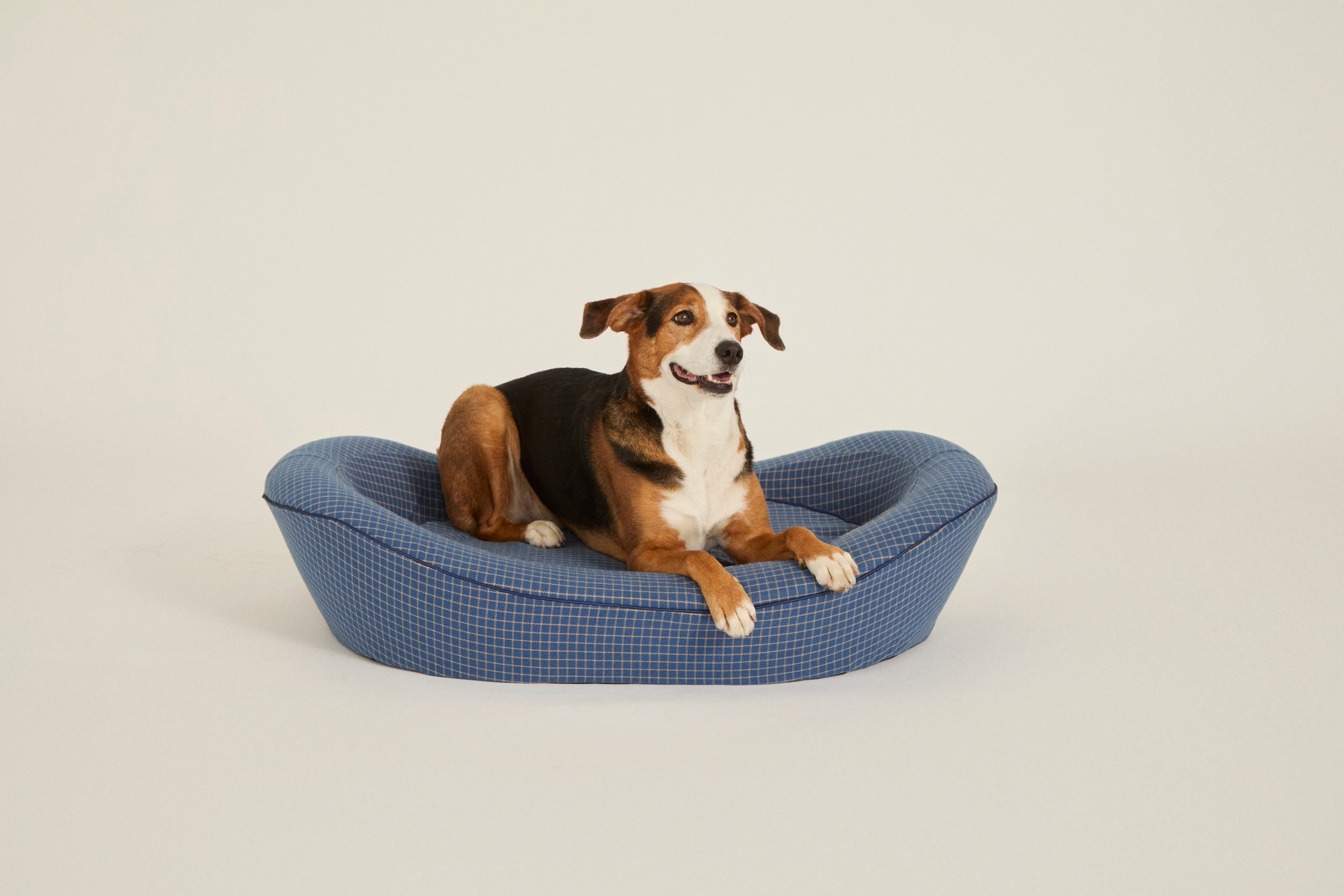 A large blue dog bed with a mixed breed dog laying in it