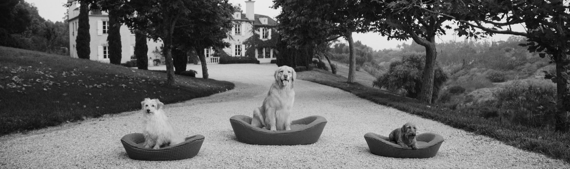 Luxury dog beds with three dogs sitting in them in front of a manor house. Black and white photo.