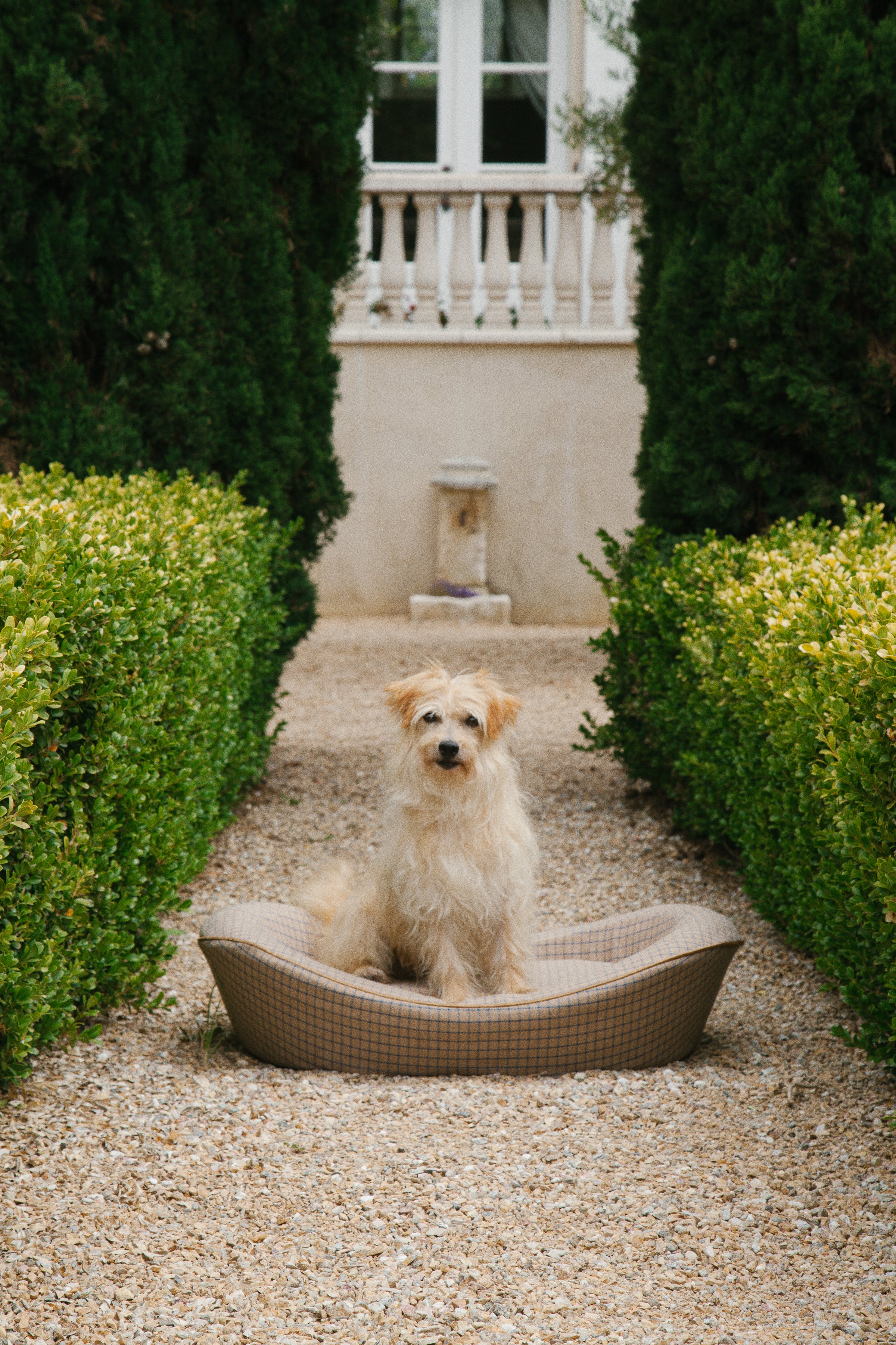 Terrier dog on an Enid Blythe Dog bed in front of a mansion
