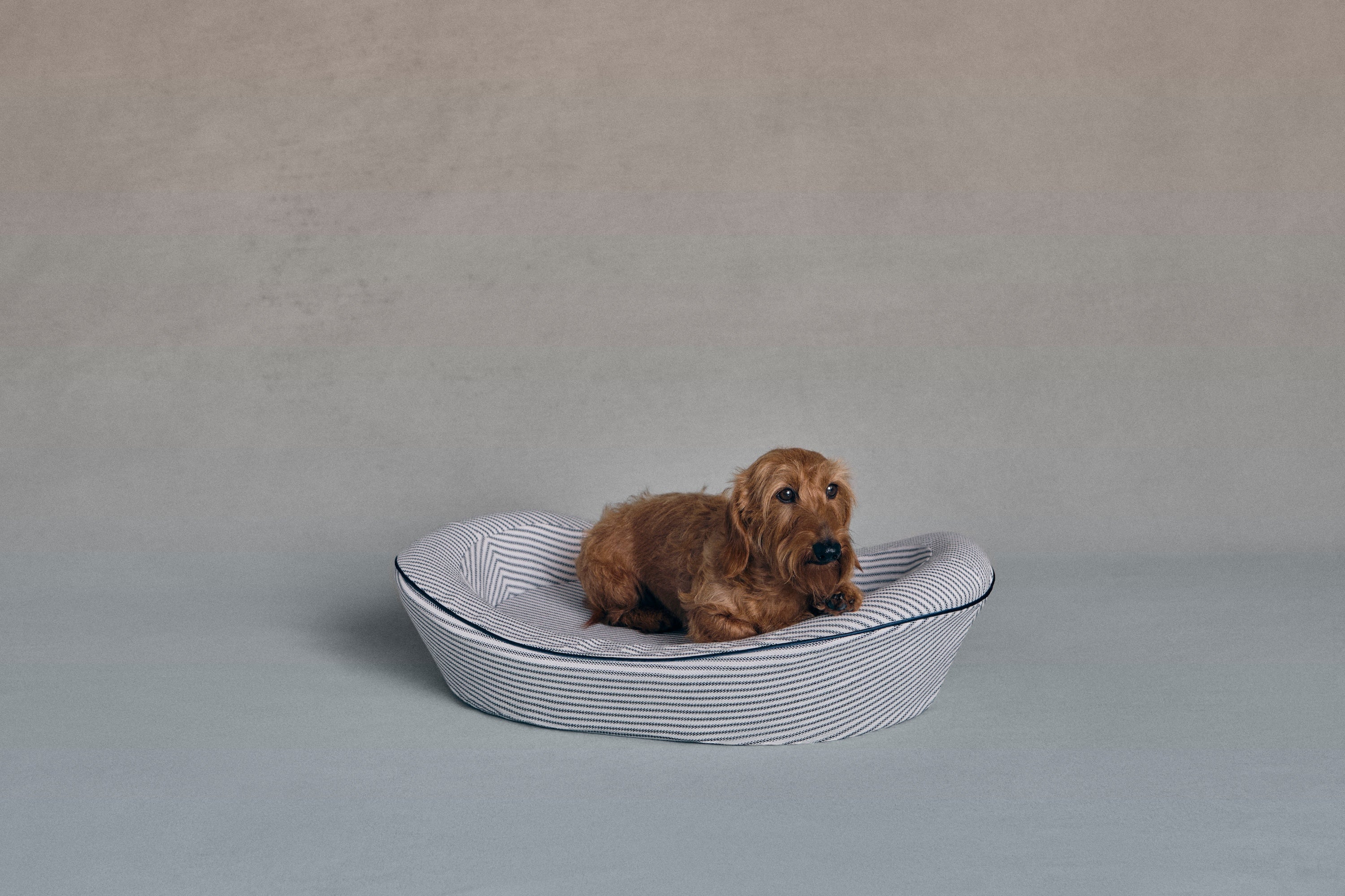 Dachshund in dog bed
