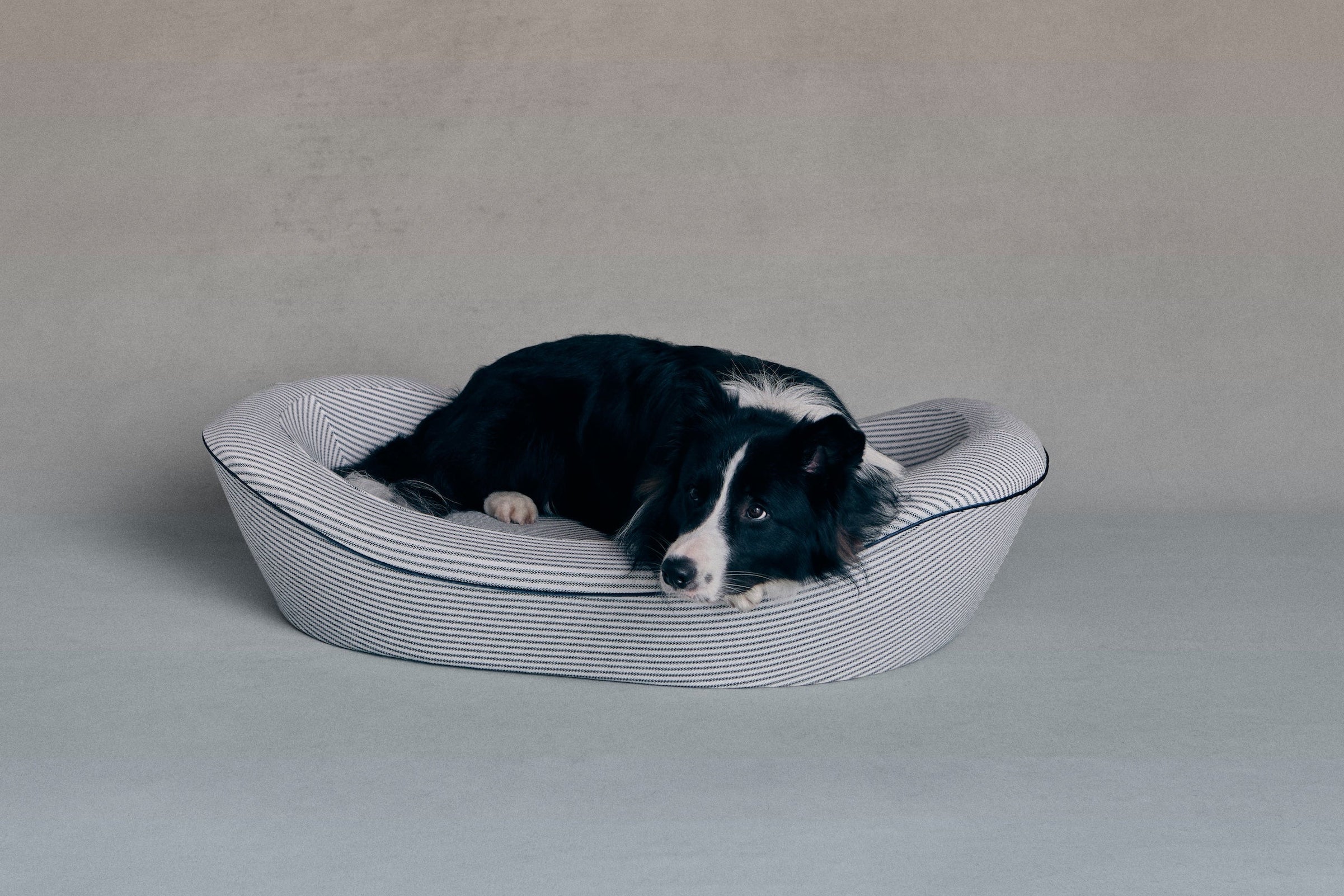 Border Collie in dog bed