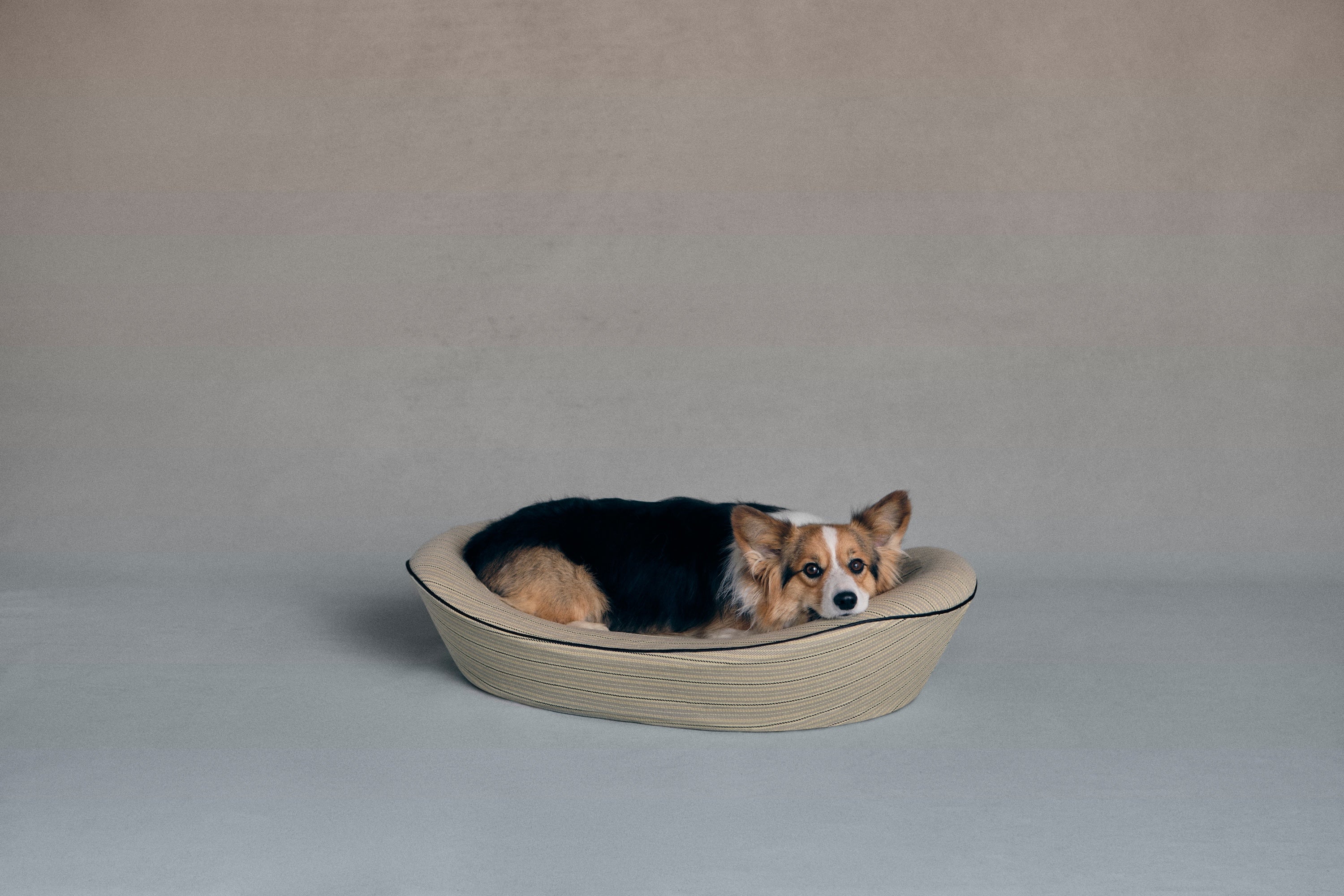 Corgi in dog bed