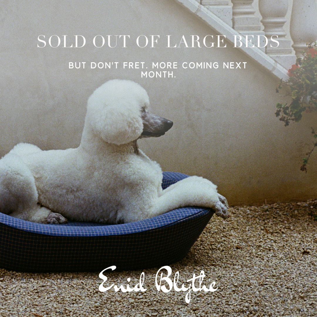 Poodle in blue dog bed with a message about large beds being sold out