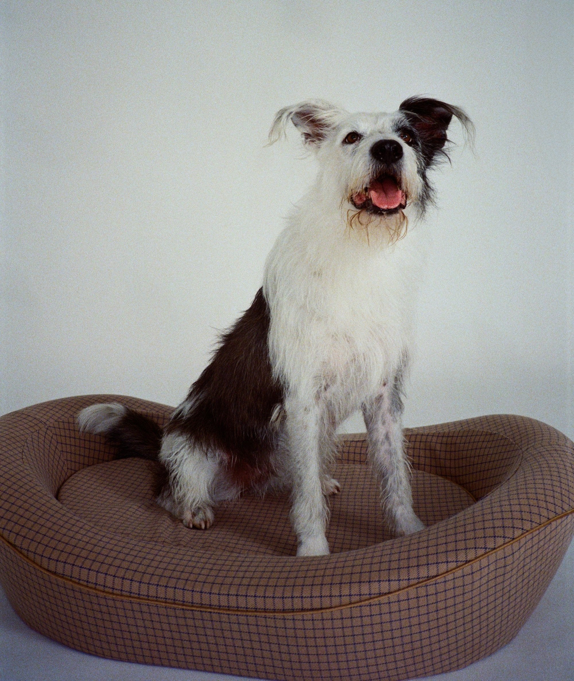 Great large dog bed with a black and white dog sitting in it