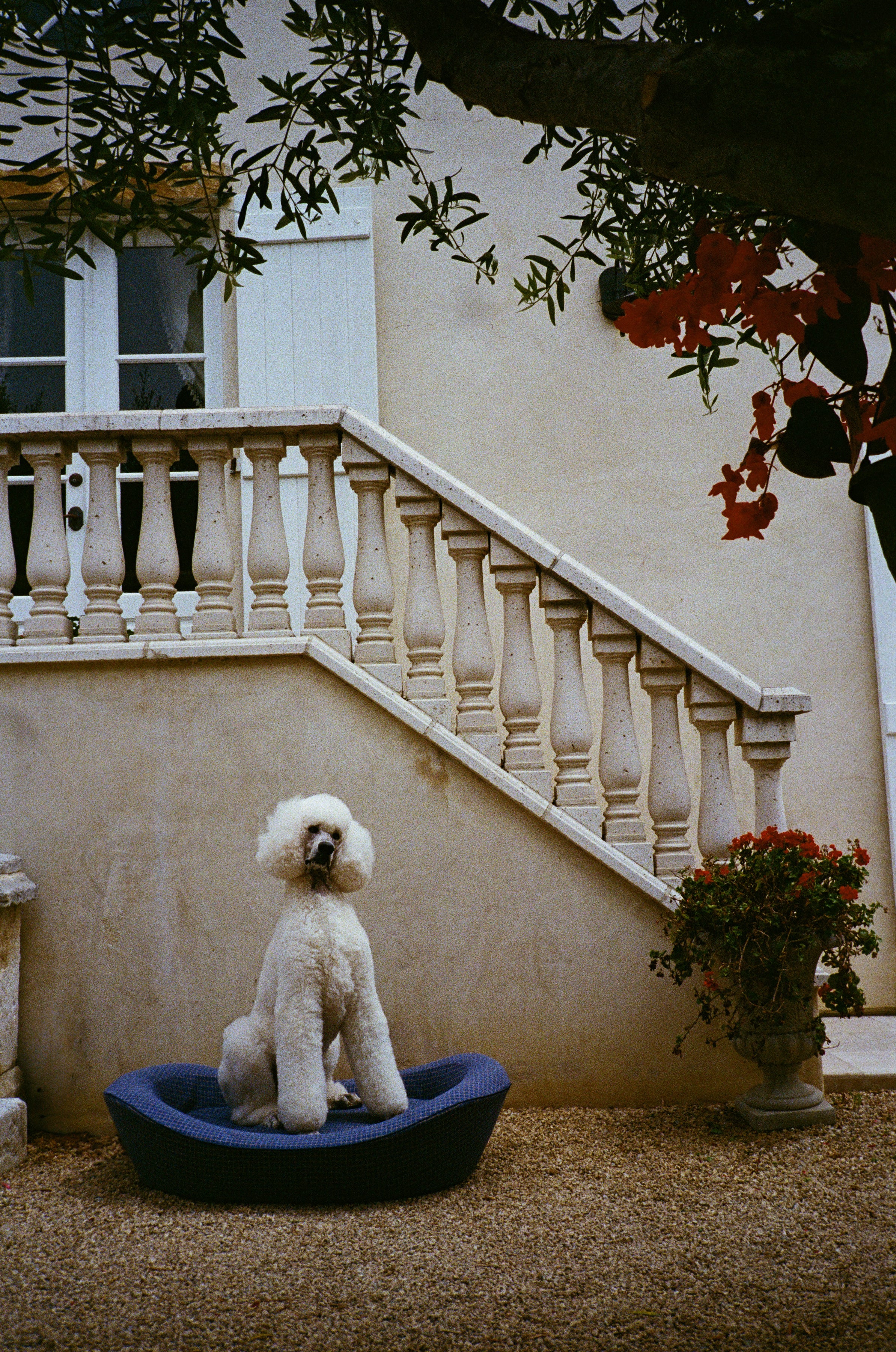A Poodle in Large Dog Bed in front of a country manor house with flowers