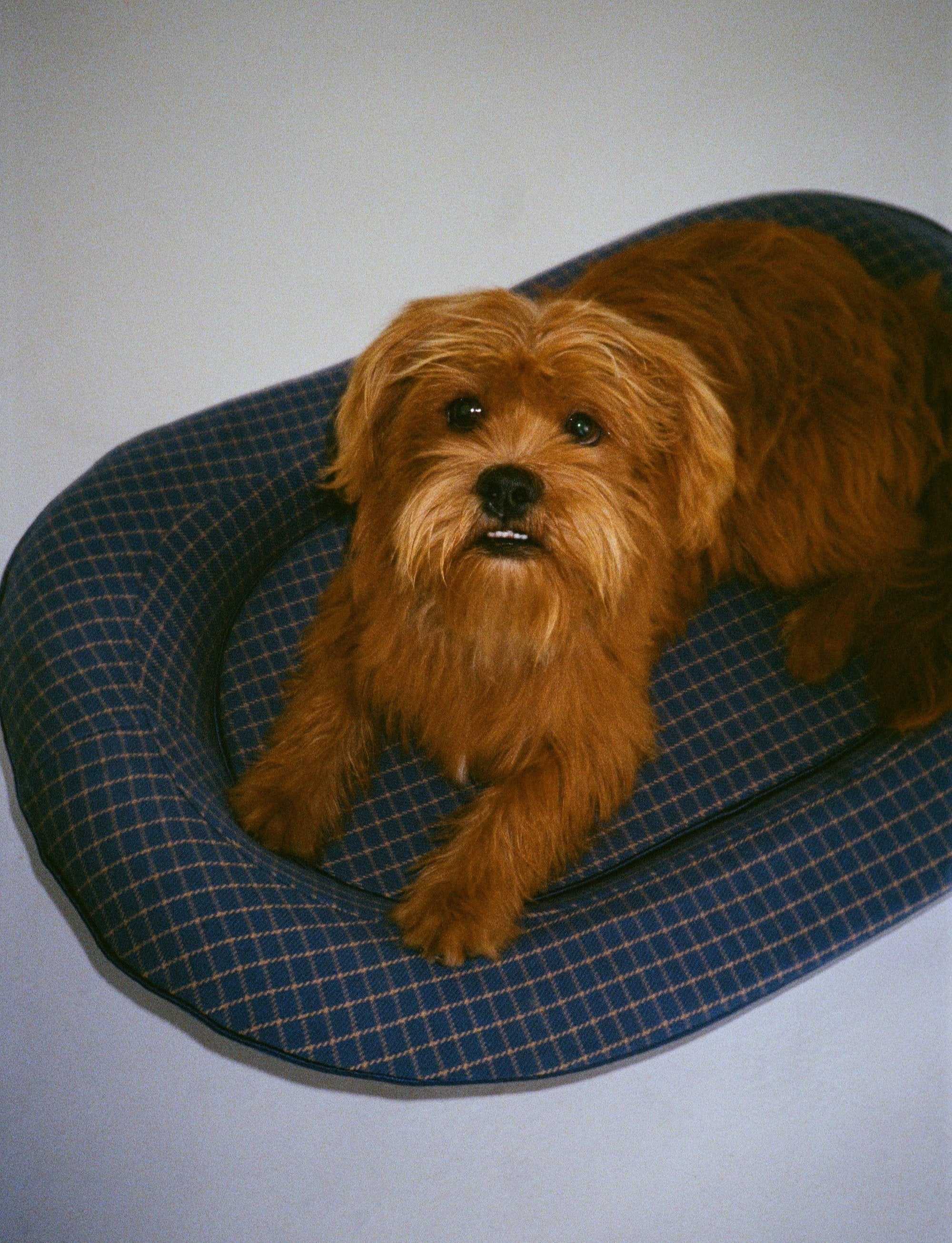 A small brown dog laying in a blue luxury dog bed