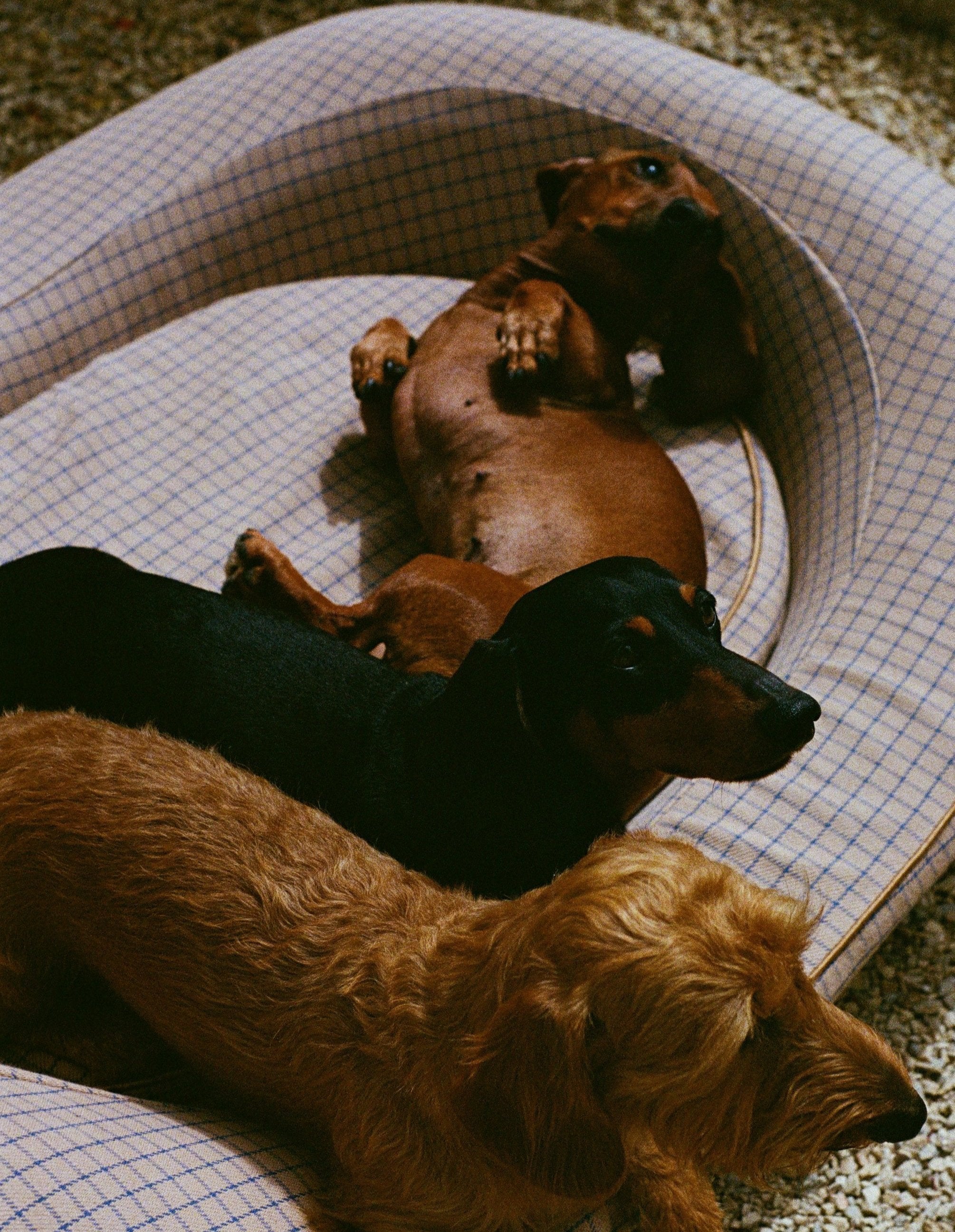 Three Dachshunds in a large brown dog bed