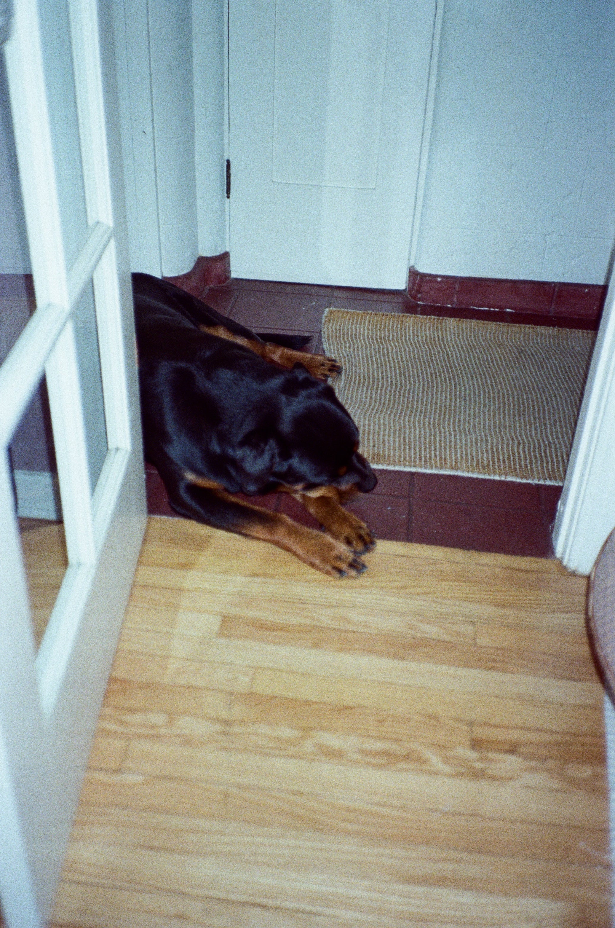 Atticus the Rottweiler sleeping on the floor 