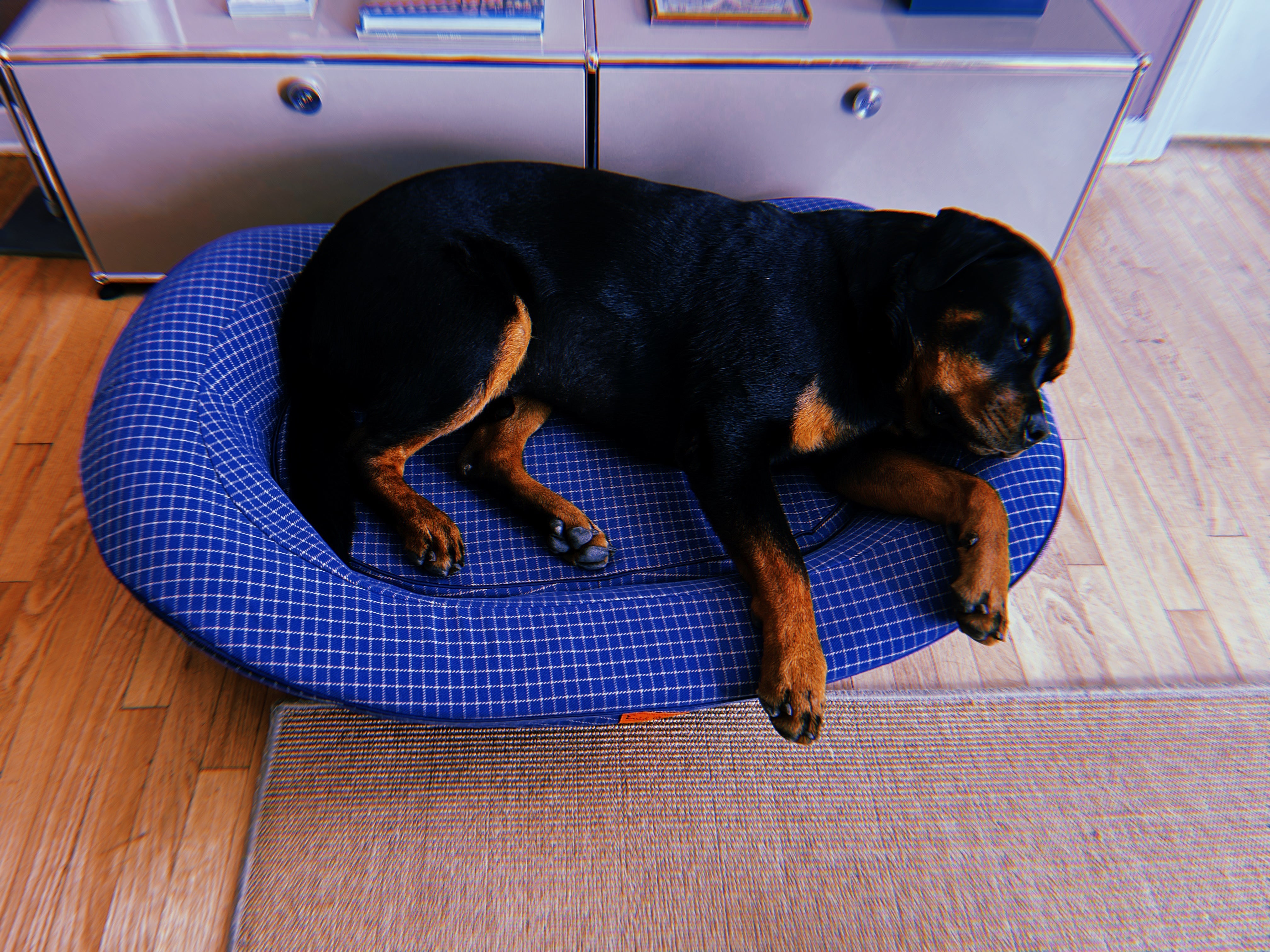 Rottweiler in a blue luxury orthopedic dog bed in a home office 