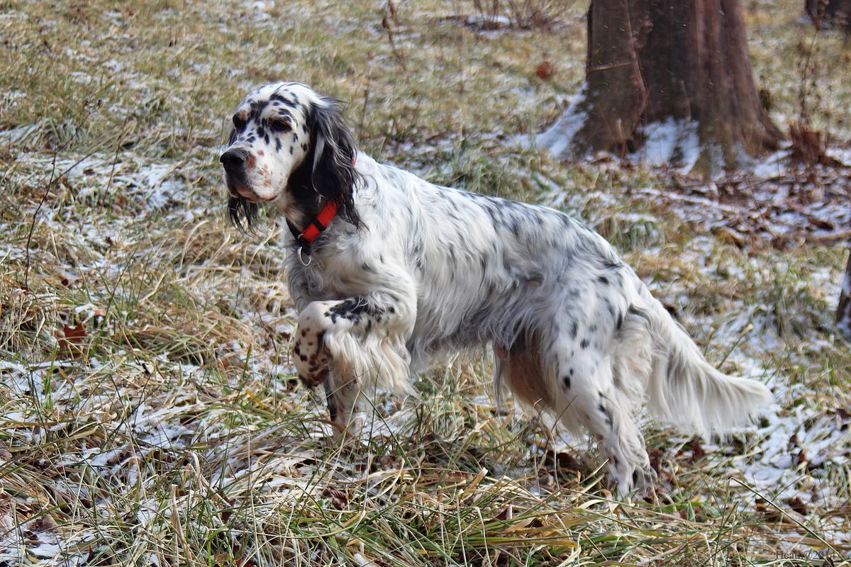 English Setter Belton Coat on a winter day
