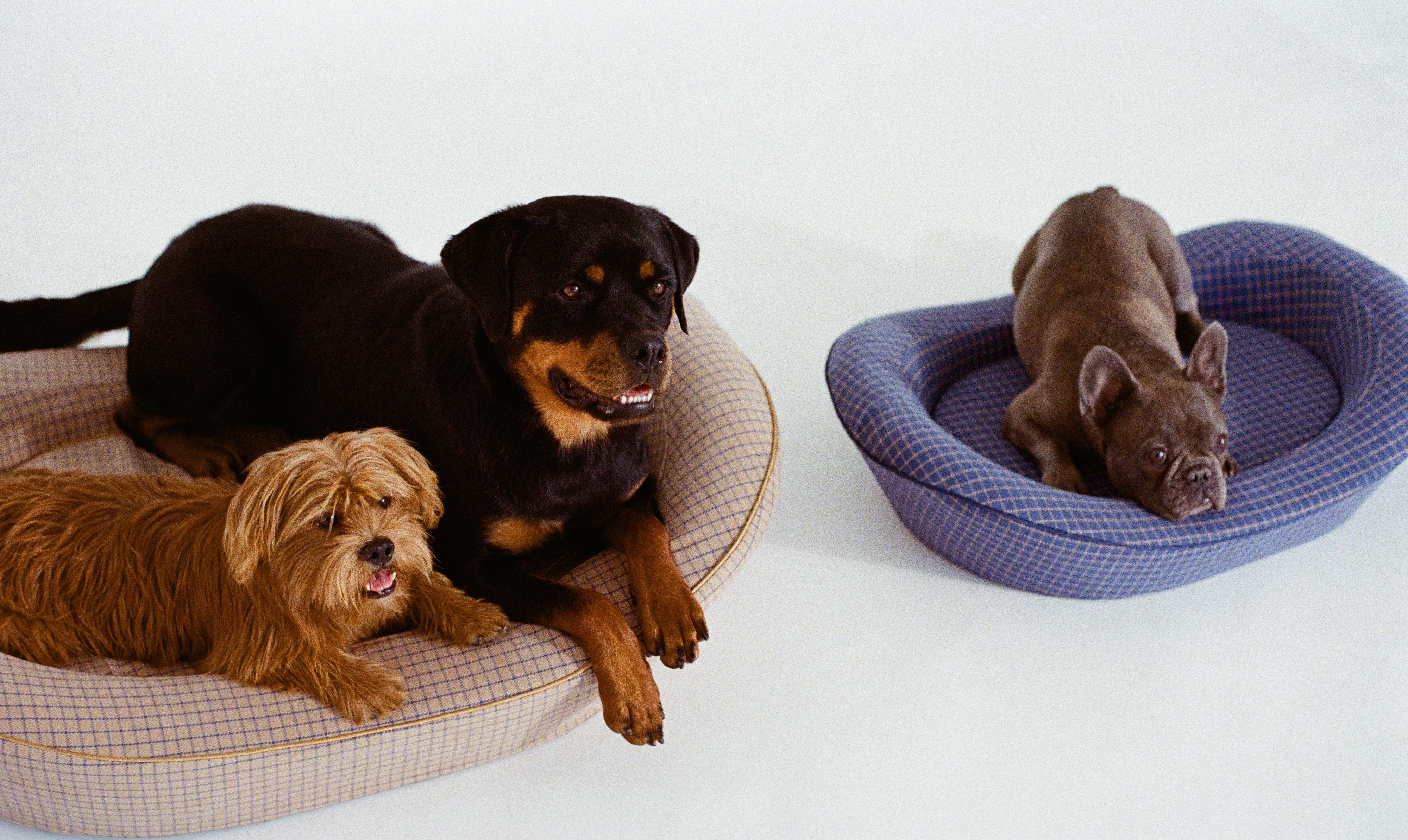 Elevate Your Dog's Sleep Experience with Our Stylish Orthopedic Dog Bed