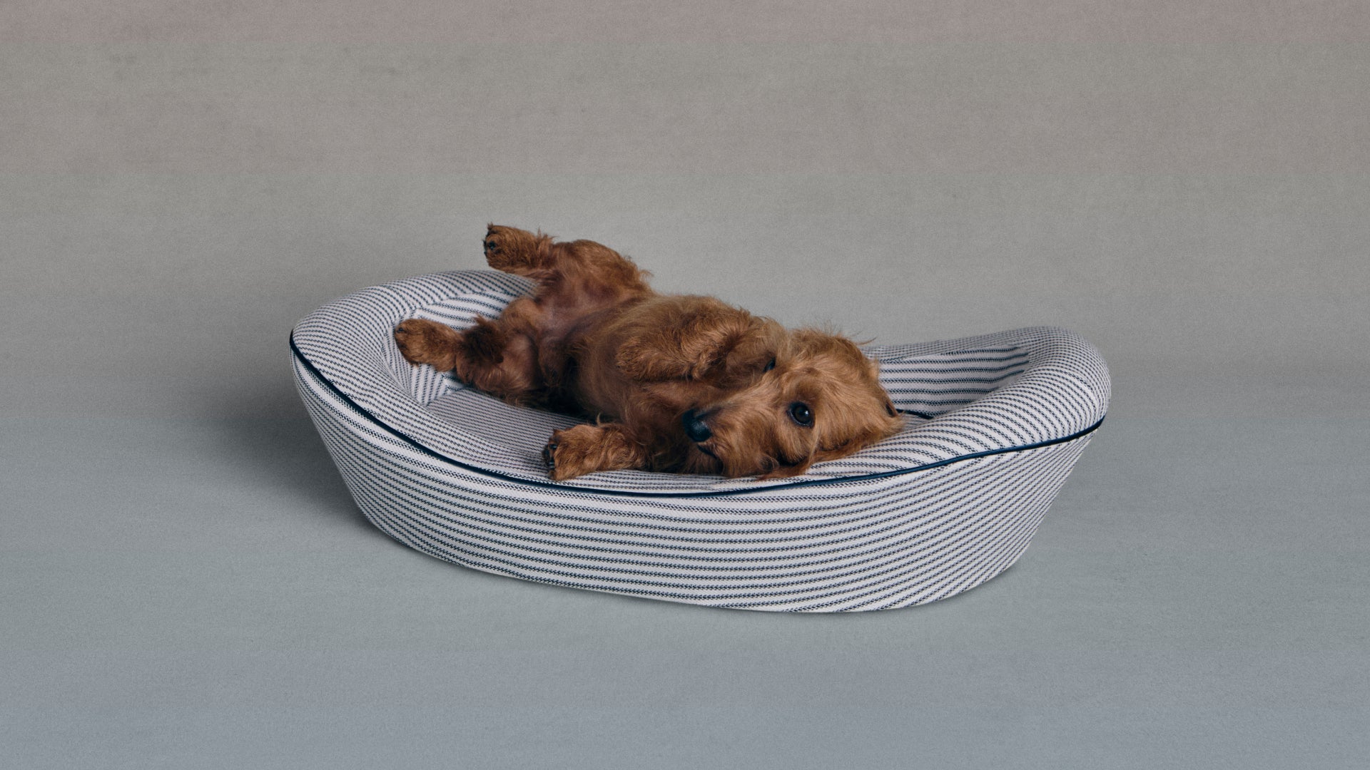 Weiner Dog in Striped Dog Bed