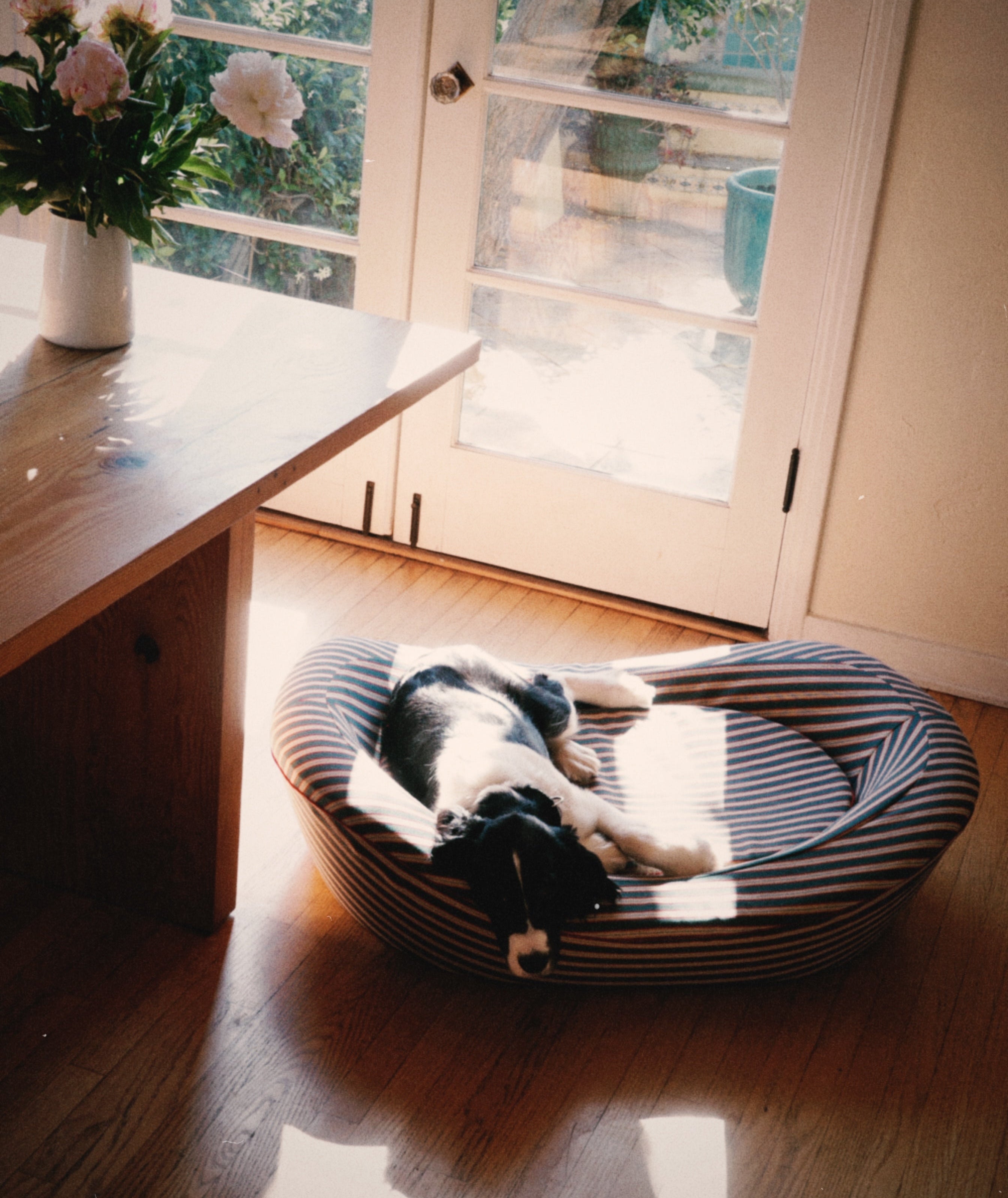 Dog in a bespoke luxury dog bed