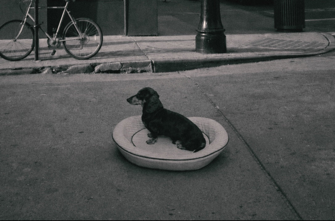 Dog on luxury dog bed in New York