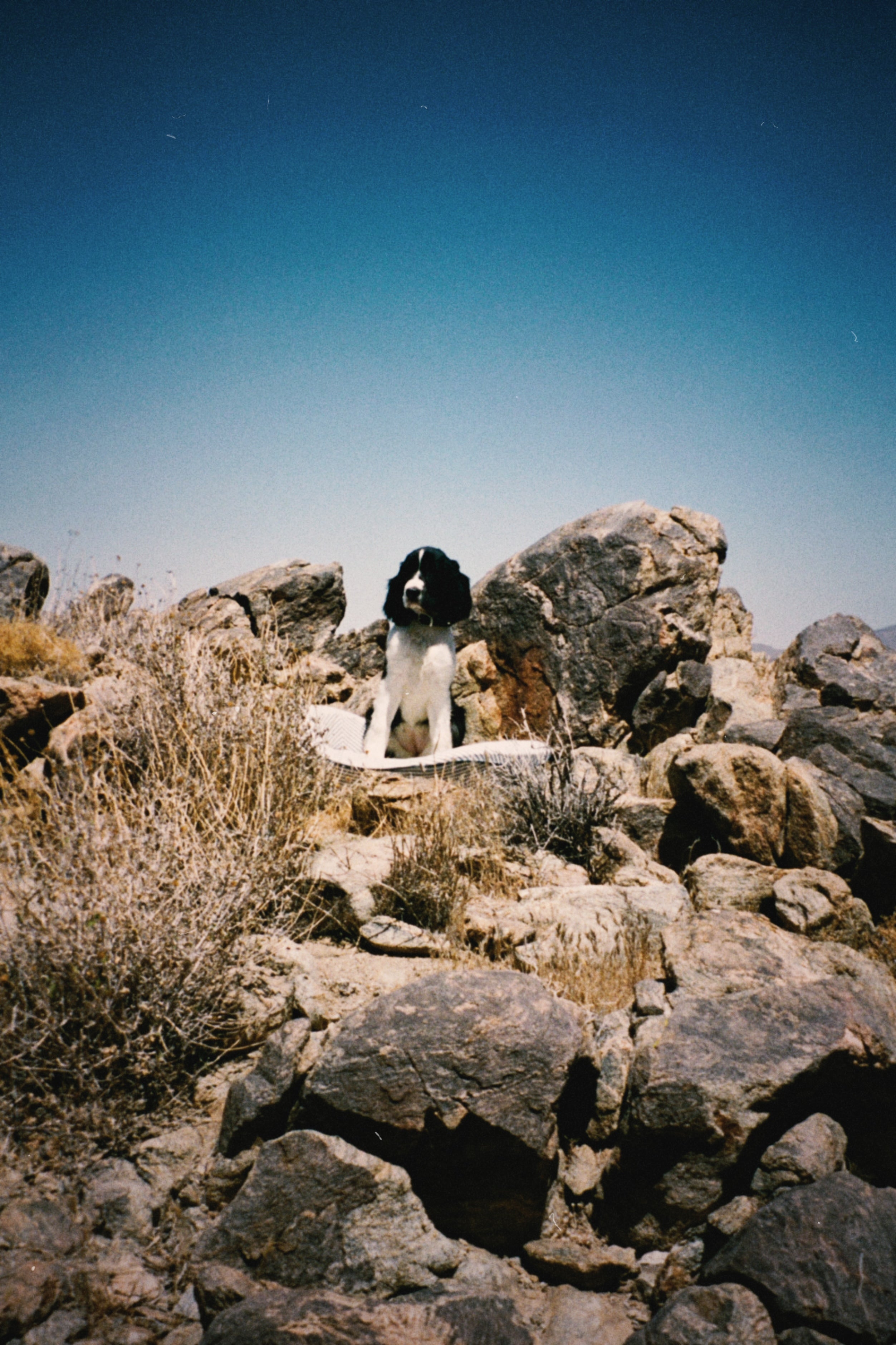 Dog on a luxury dog bed in the rocks