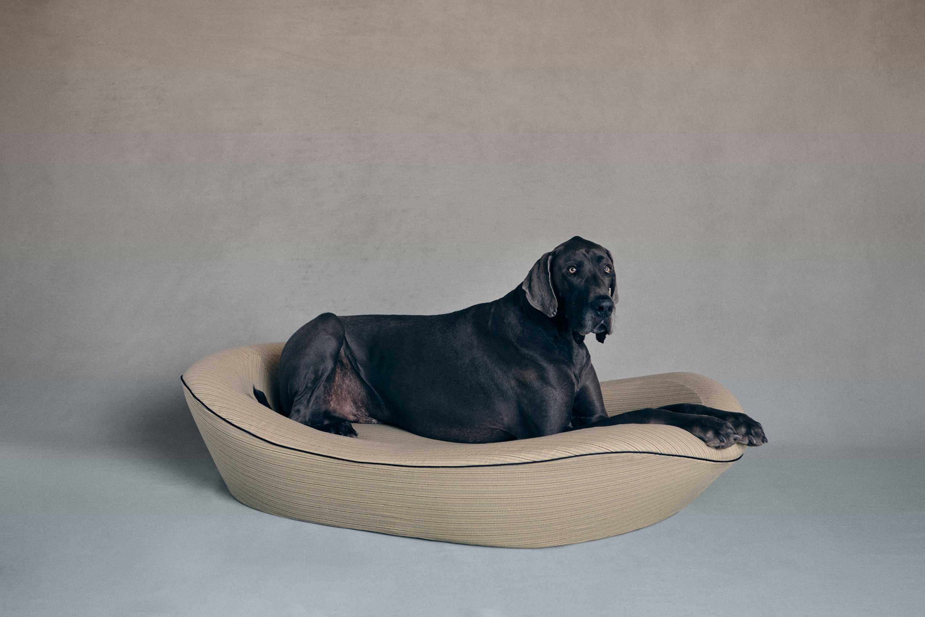 Great Dane in orthopedic dog bed
