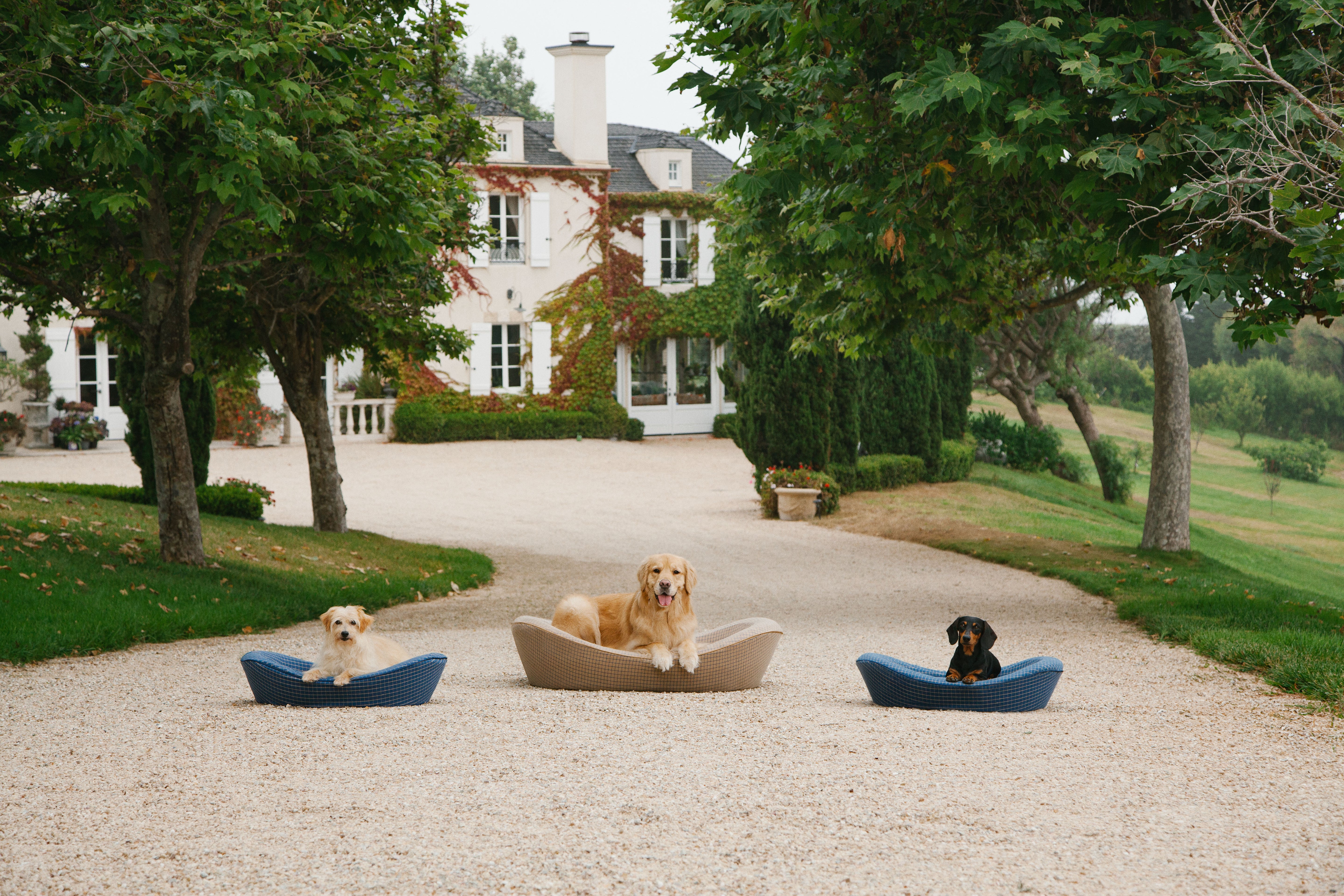 Small and Large Dog Beds