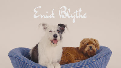 Dogs jumping in and out of luxury dog beds