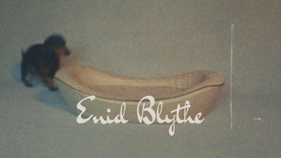 A video of dogs resting and playing in Enid Blythe beds in a studio setting